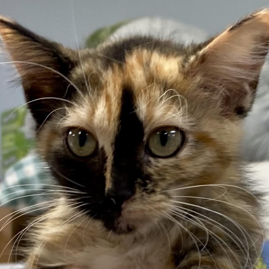 Enlarge Turnip, a Adoptable Domestic Medium Hair in Greensboro, GA image 2/3