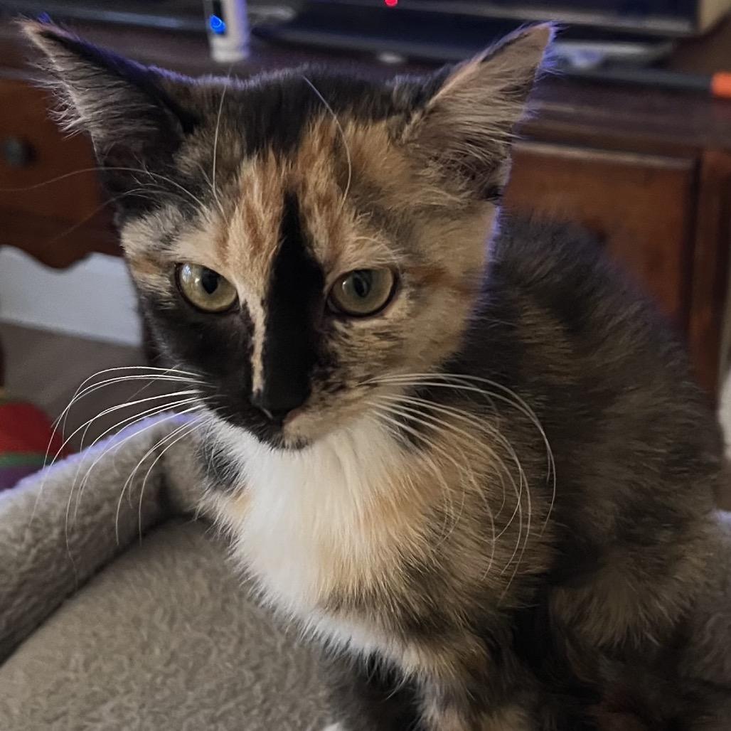 Enlarge Turnip, a Adoptable Domestic Medium Hair in Greensboro, GA image 3/3