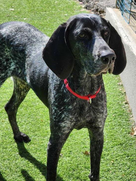 Jolene *Adopt or Foster, Adoptable, Young Female Pointer.