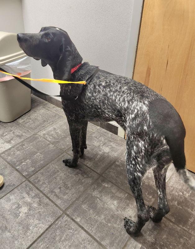 Jolene *Adopt or Foster, a Adoptable Pointer in Fairfax, VA image 2/2