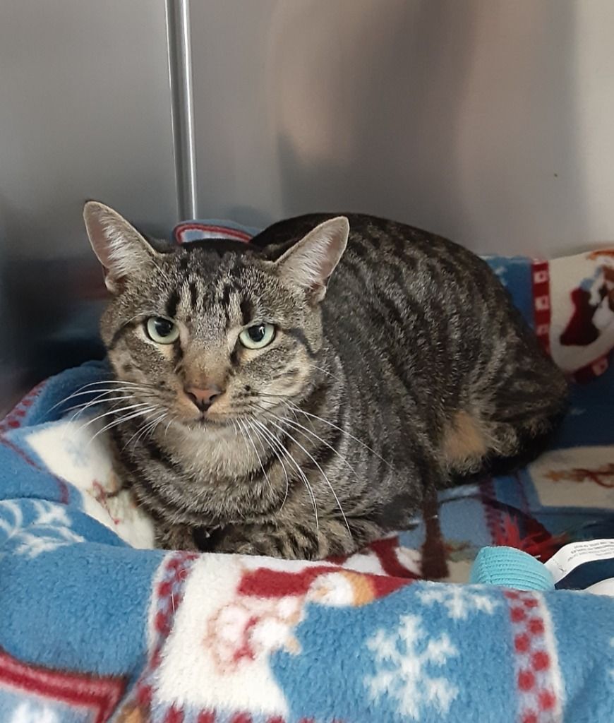 Jimmy, adoptable, Adult Male Domestic Short Hair.