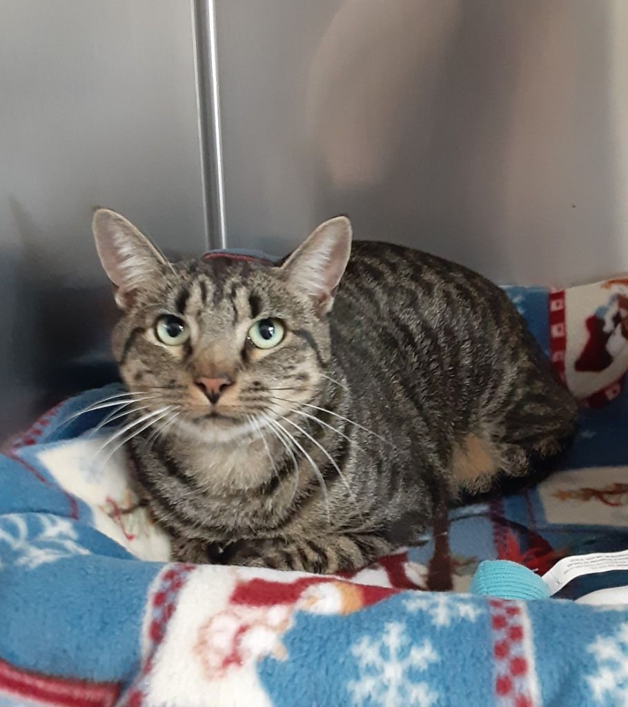 Jimmy, an adoptable Domestic Short Hair in East Brunswick, NJ image 2/2