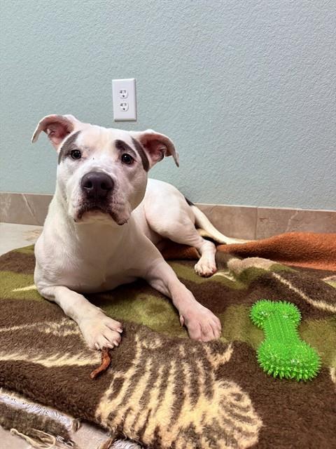 Enlarge GREEN DAY, a Adoptable mixed breed in Killeen, TX image 1/1