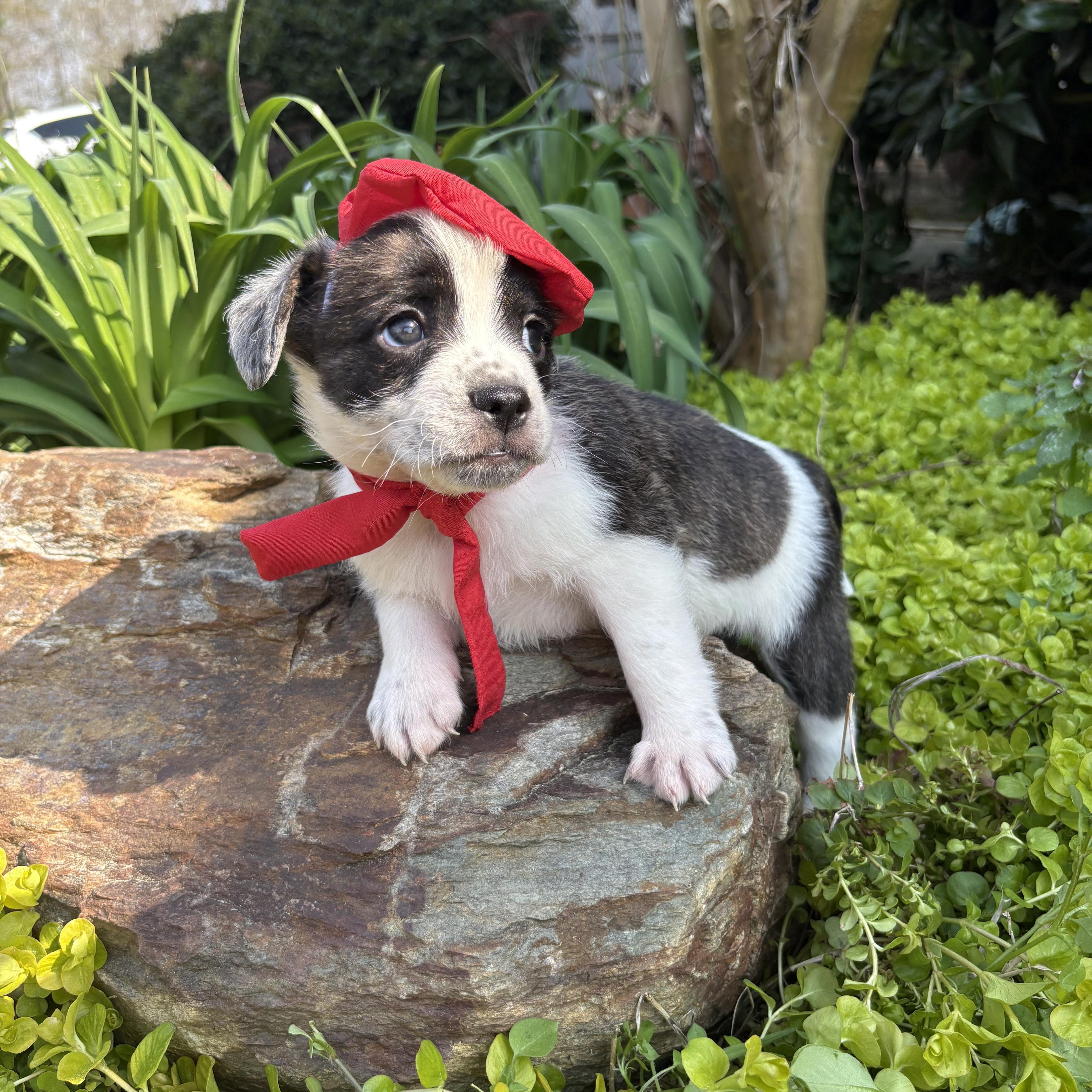 Beau, a Adoptable mixed breed in Pittsboro, NC image 2/5