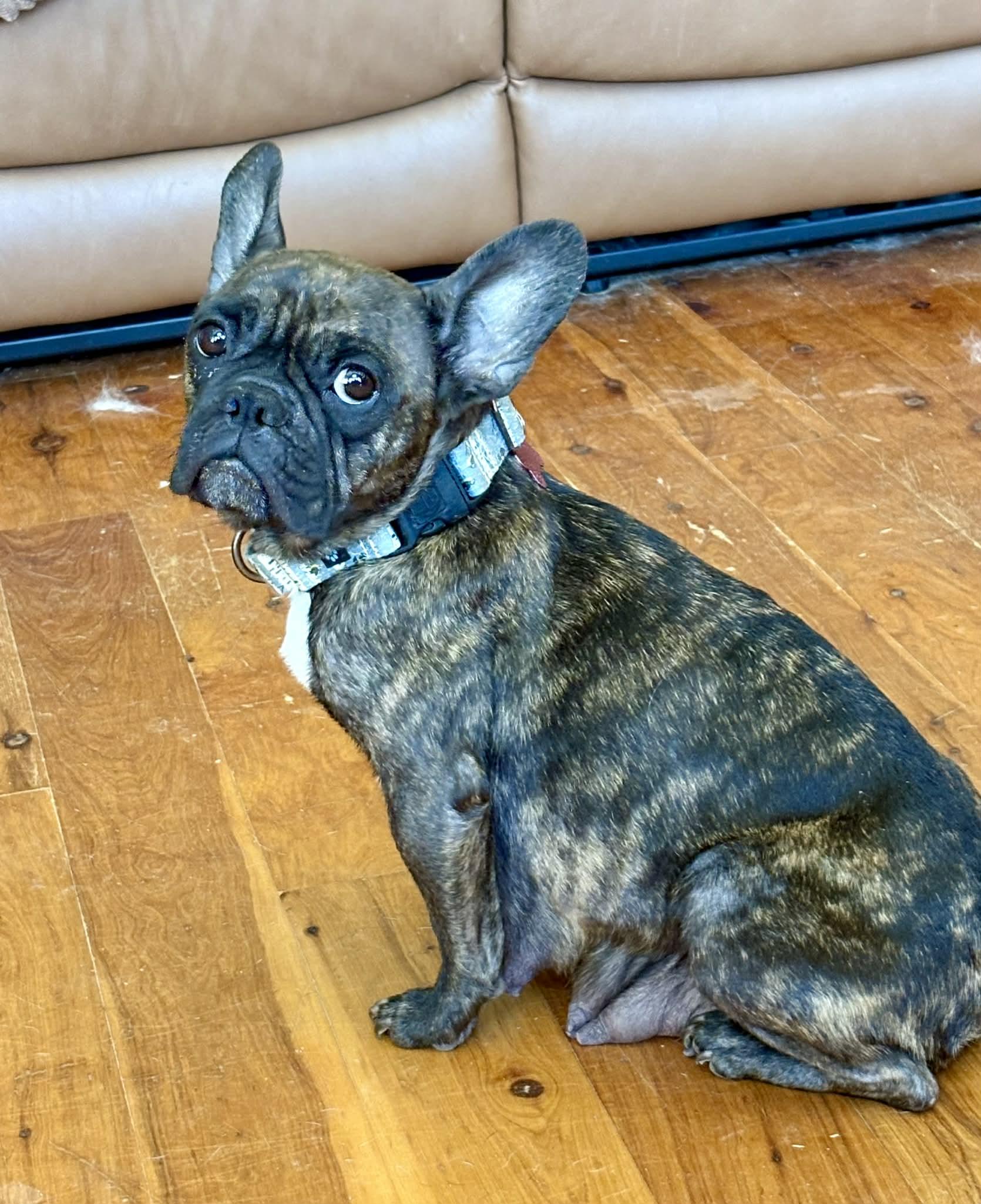 Beau, a Adoptable mixed breed in Pittsboro, NC image 5/5