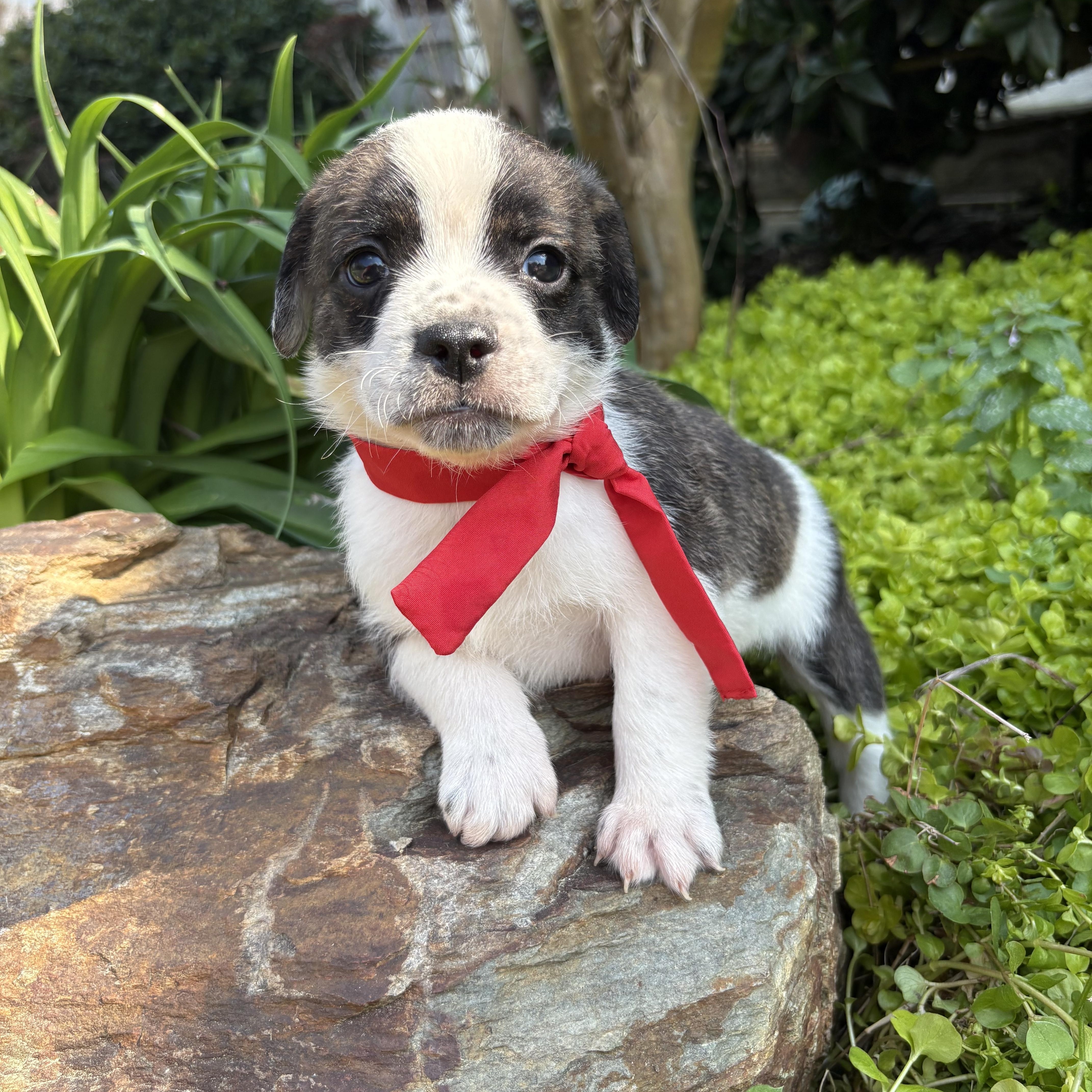 Beau, a Adoptable mixed breed in Pittsboro, NC image 4/5
