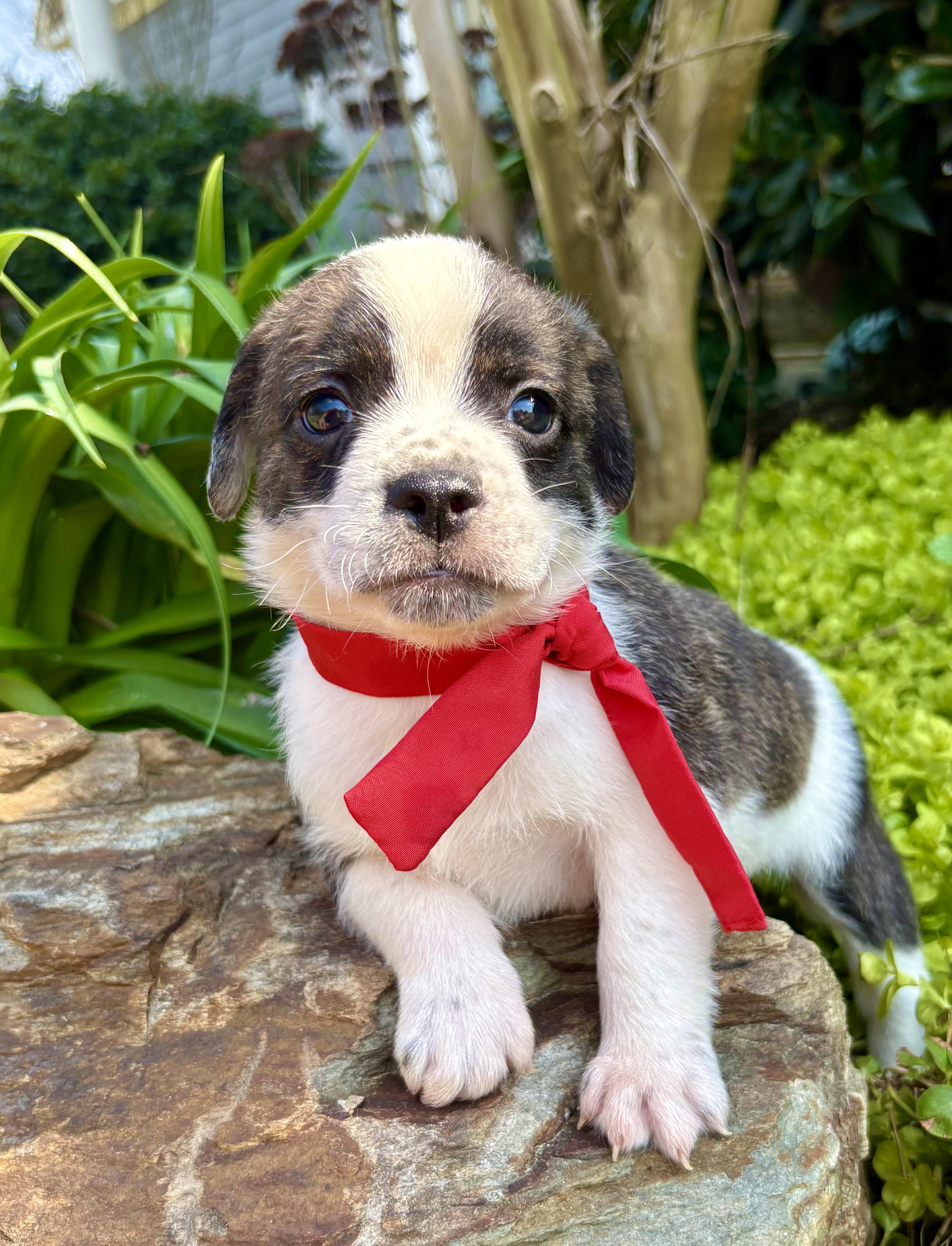 Beau, Adoptable, Puppy Male French Bulldog.