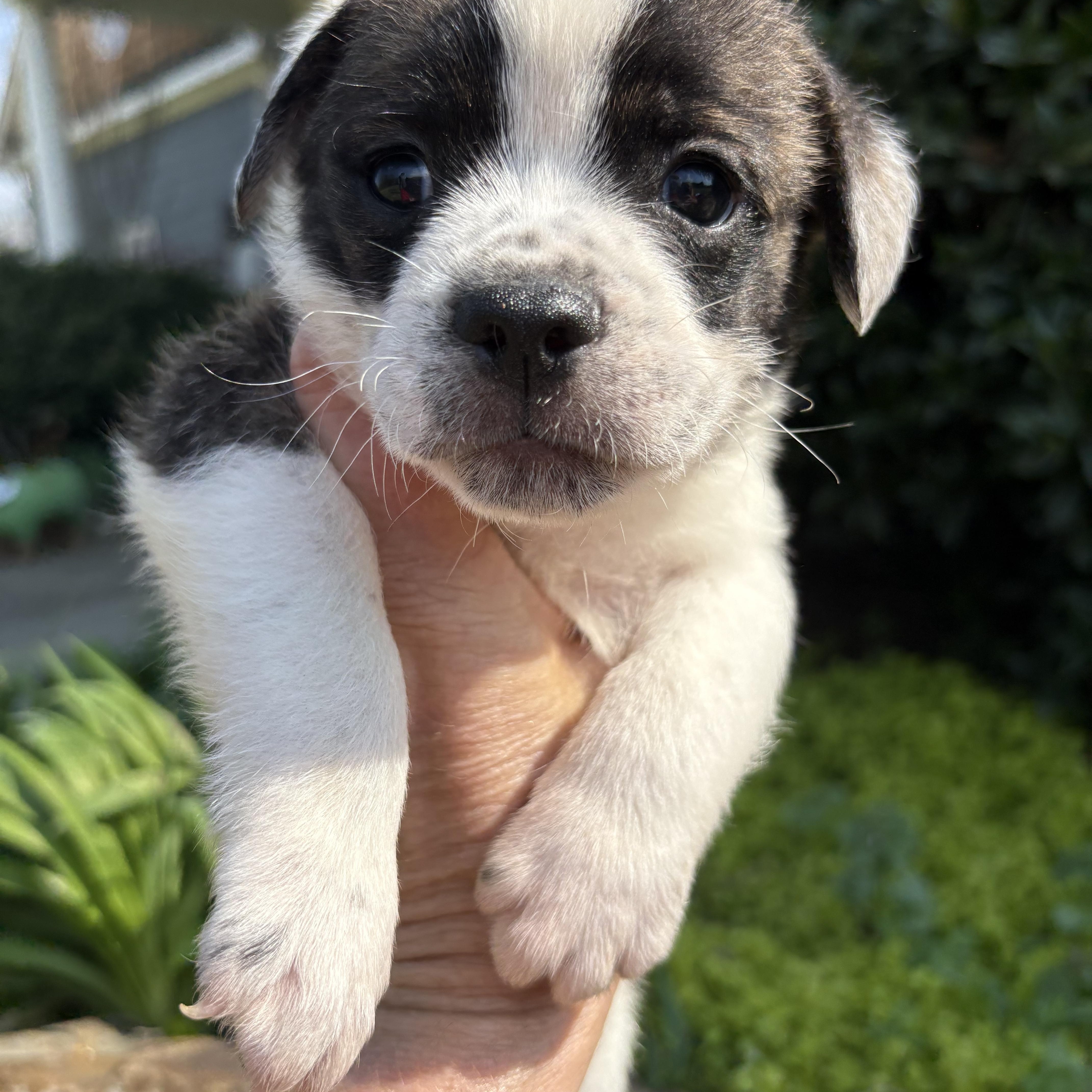 Beau, a Adoptable mixed breed in Pittsboro, NC image 3/5