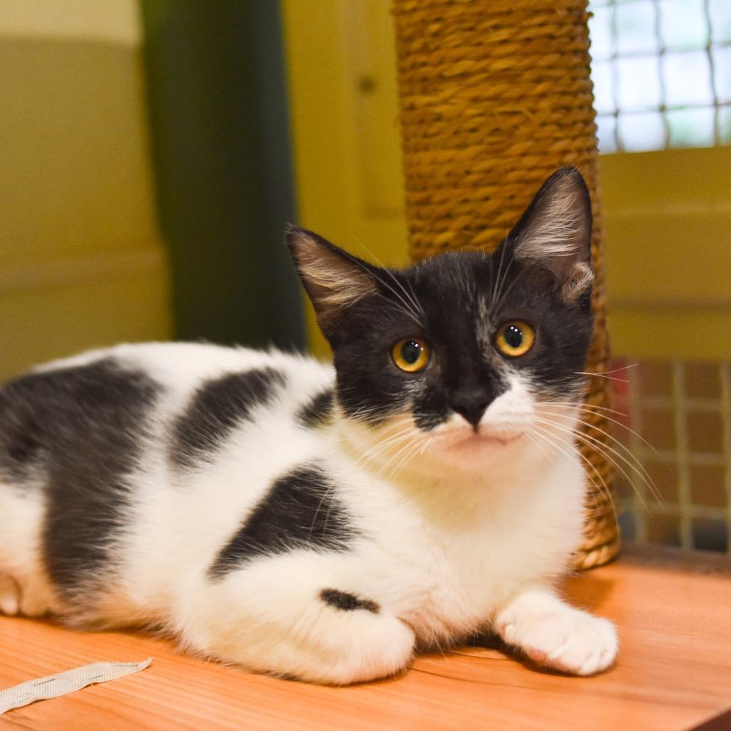 Enlarge Penguin, a Adoptable Domestic Medium Hair in Kailua Kona, HI image 2/6