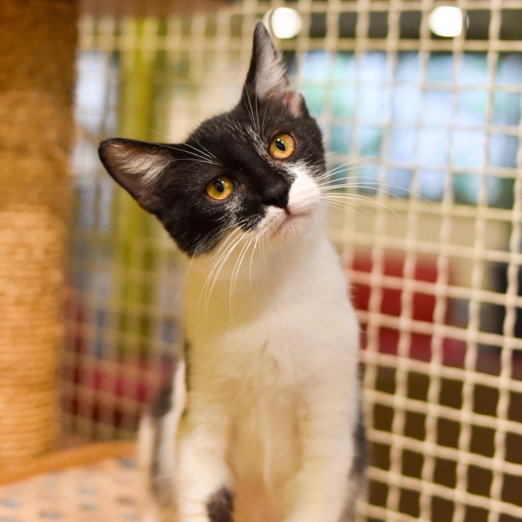 Enlarge Penguin, a Adoptable Domestic Medium Hair in Kailua Kona, HI image 3/6