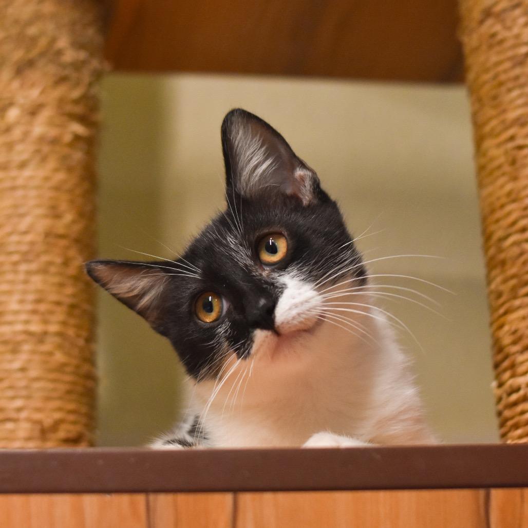 Enlarge Penguin, a Adoptable Domestic Medium Hair in Kailua Kona, HI image 4/6
