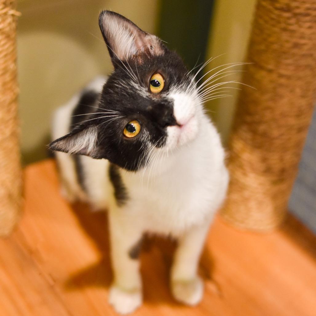 Enlarge Penguin, a Adoptable Domestic Medium Hair in Kailua Kona, HI image 5/6