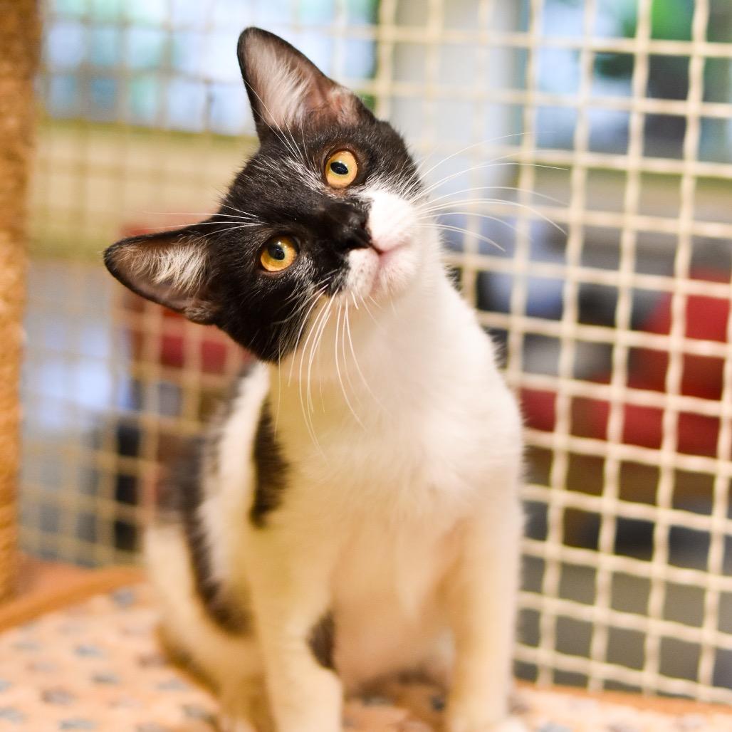Enlarge Penguin, a Adoptable Domestic Medium Hair in Kailua Kona, HI image 6/6