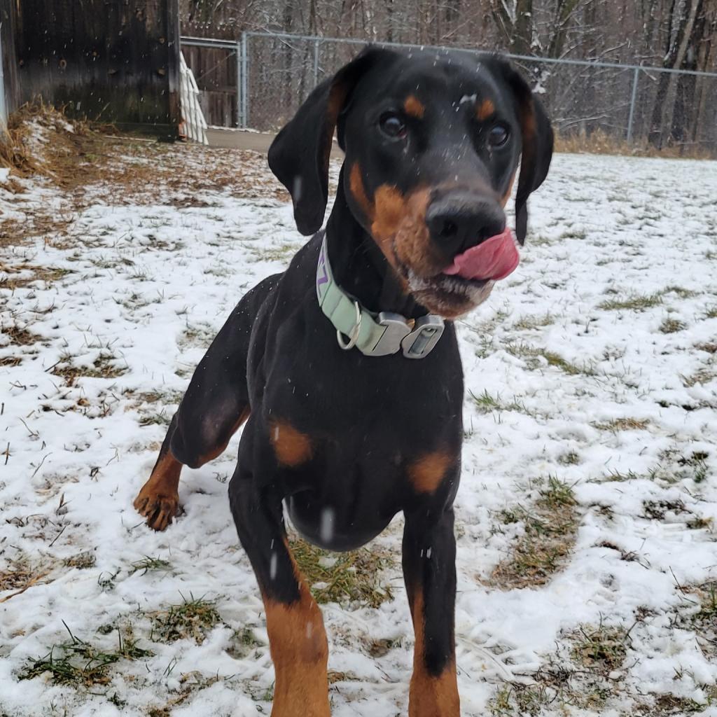 Enlarge 7536 Blitz - I'm a SSNAP Dog, a Adoptable Doberman Pinscher in Sandown, NH image 2/5