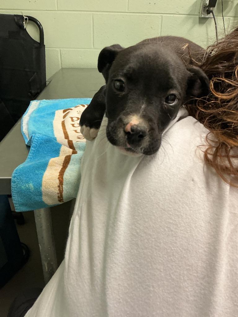 Enlarge Hampton, a Adoptable mixed breed in Dyersburg, TN image 1/1