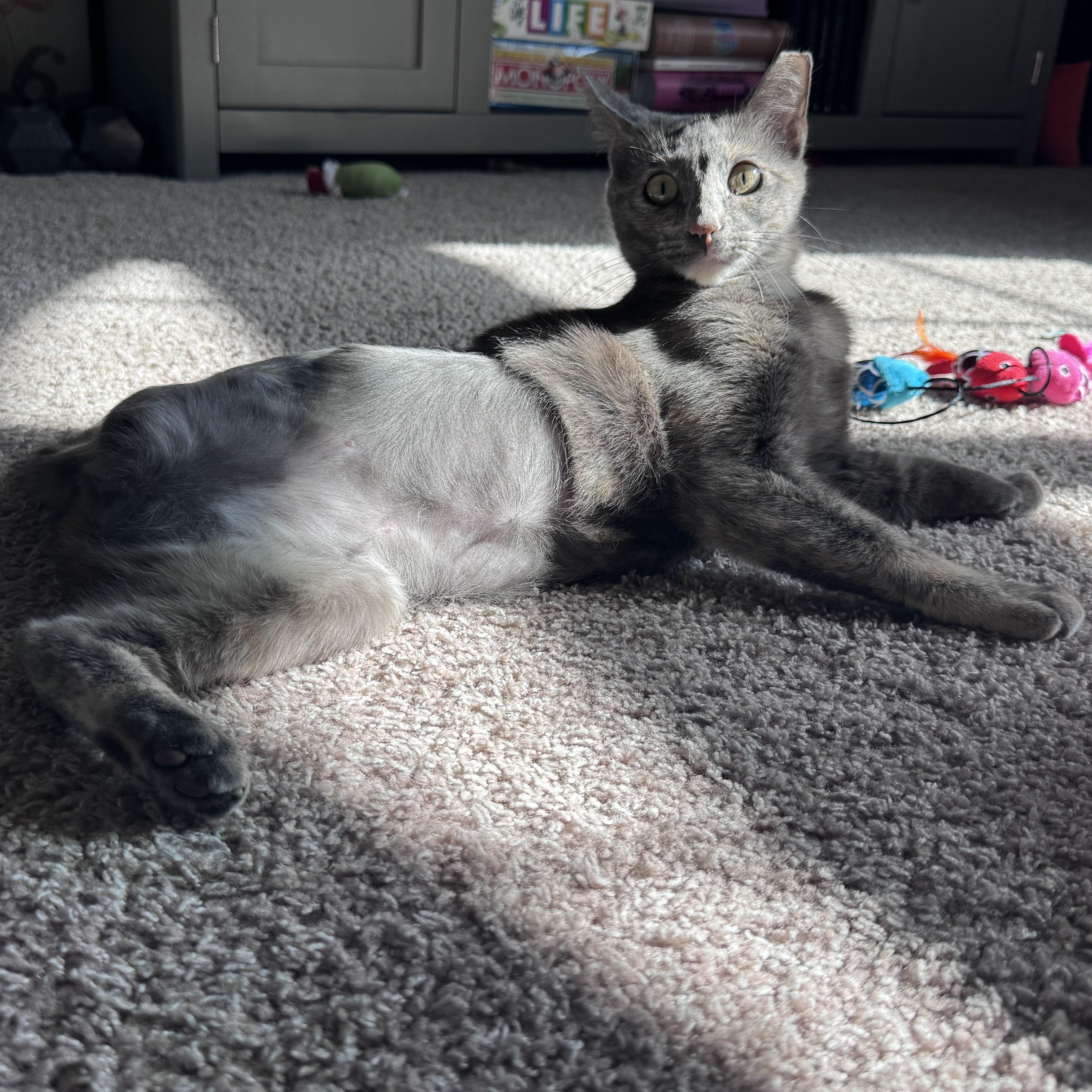 Chai (Tripod), adopted, Adult Female Tortoiseshell.