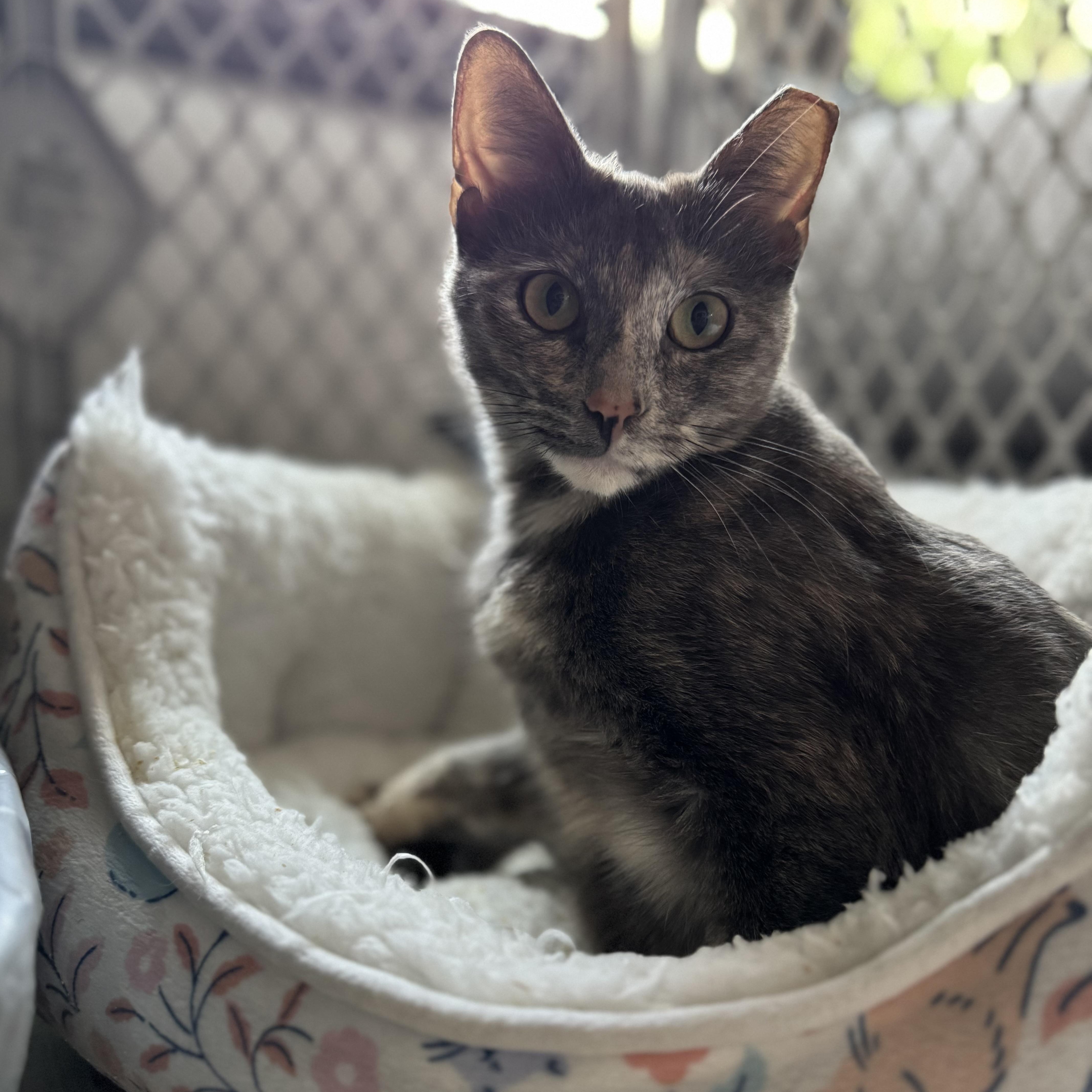 Enlarge Chai (Tripod), an adopted Tortoiseshell in Austin, TX image 3/6
