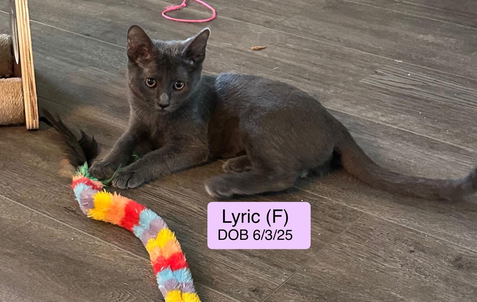 Enlarge Lyric, a Adopted mixed breed in Vacaville, CA image 1/1