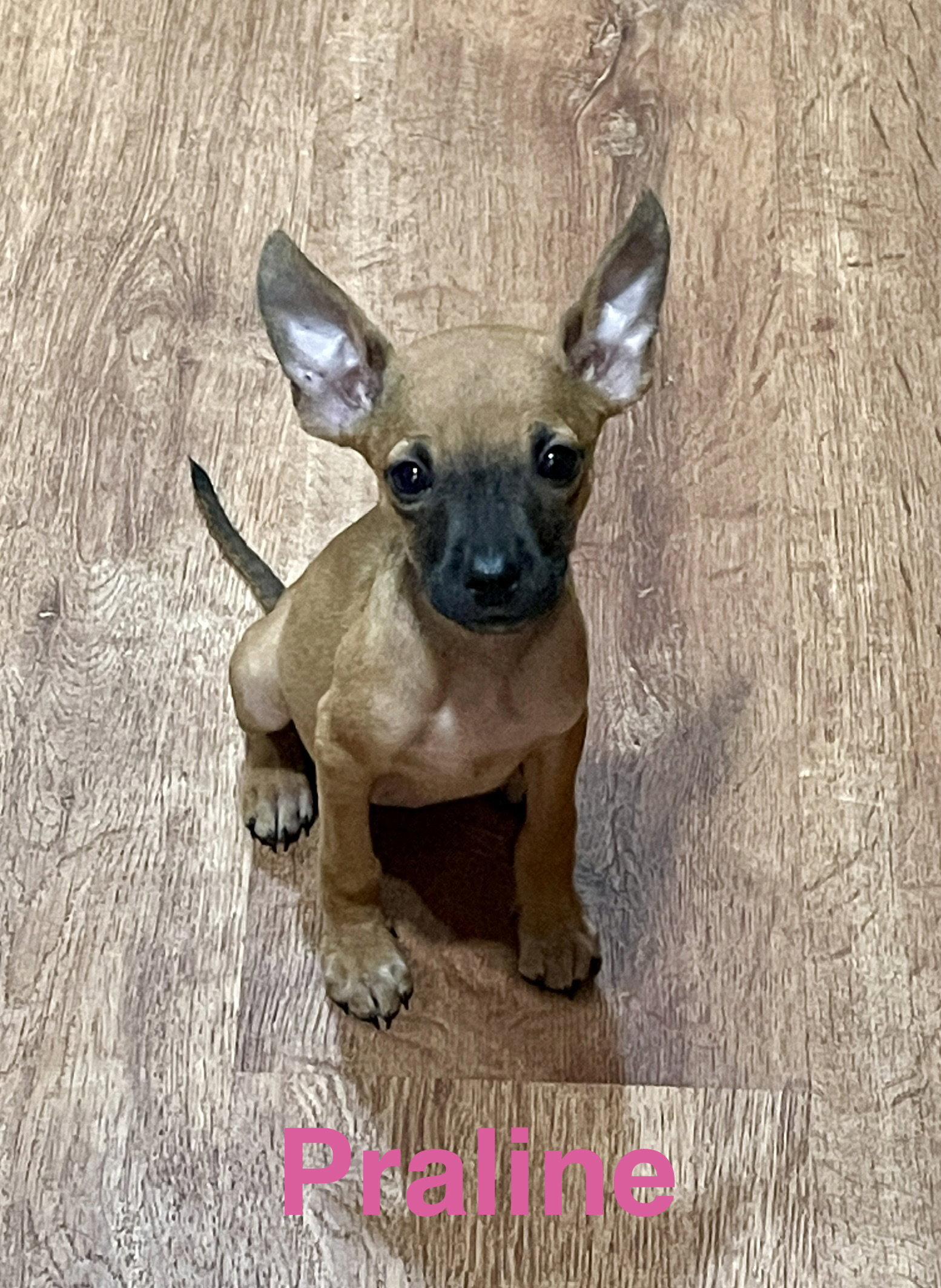 Praline, Adopted, Puppy Female Chihuahua & Jack Russell Terrier.