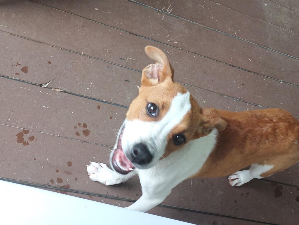 Draco, Adoptable, Young Male Mixed Breed.