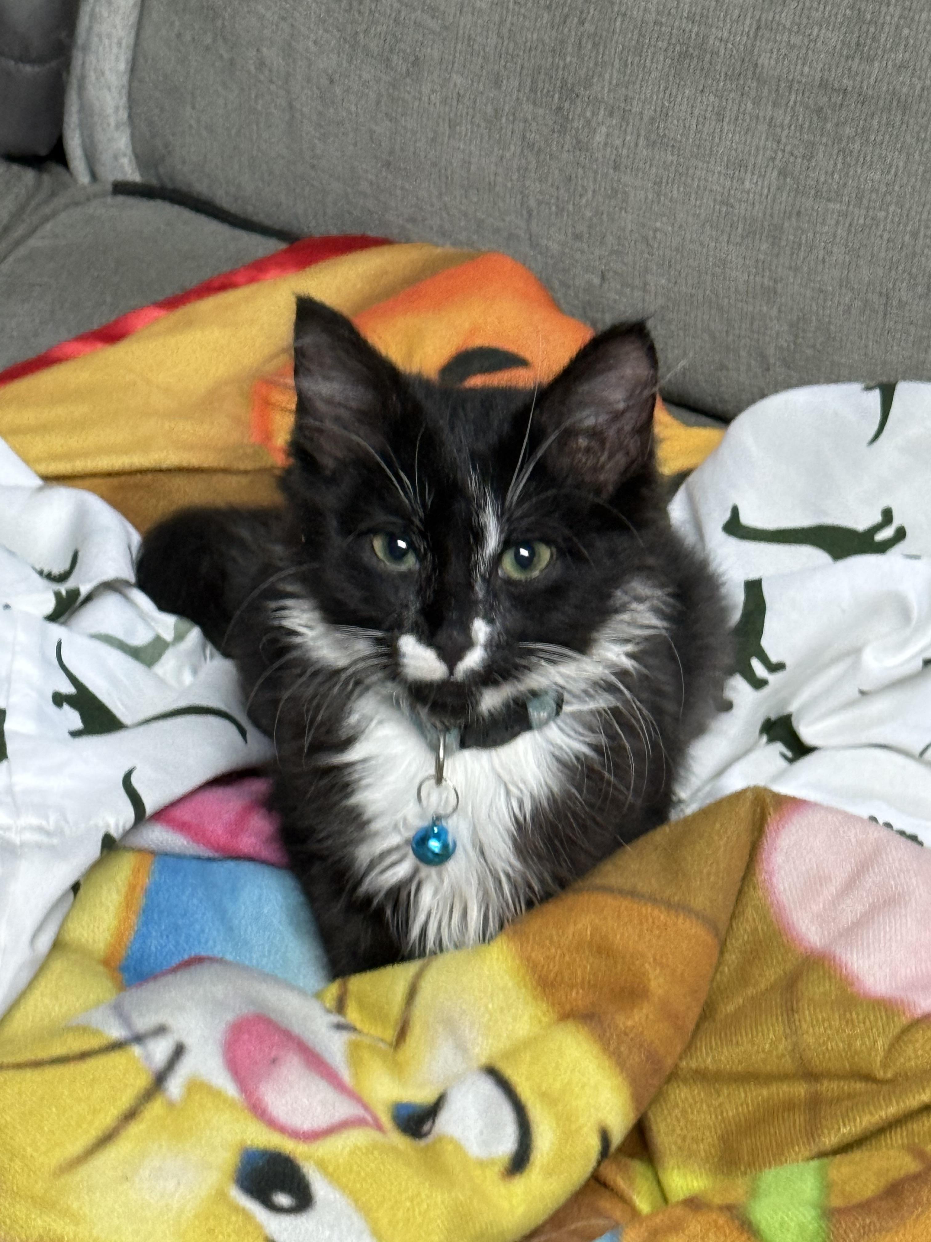 Enlarge Santana, a Adopted Domestic Medium Hair in Elmira, NY image 1/1