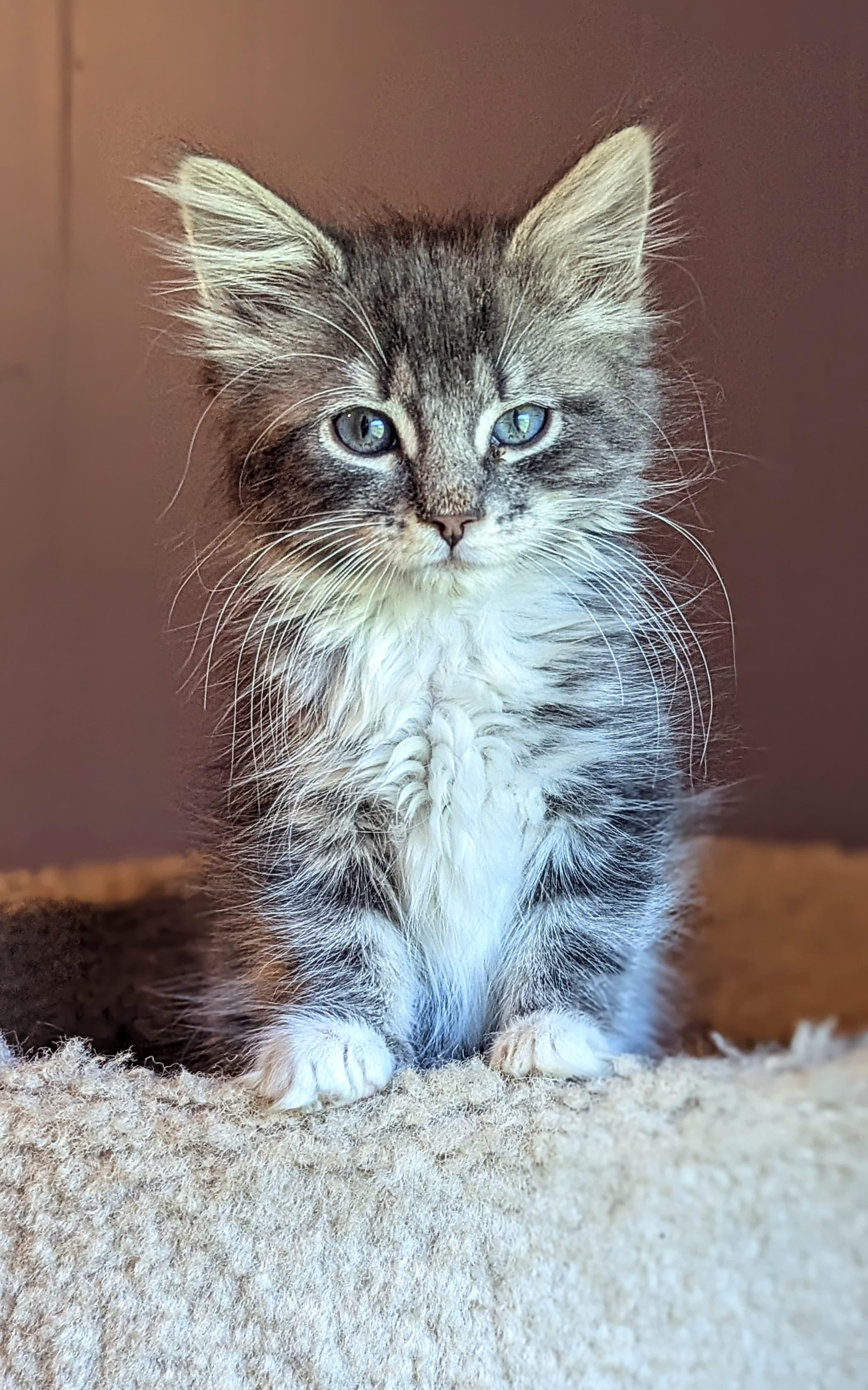 Jessica Rabbit, an adopted mixed breed in Morristown, NJ image 1/2