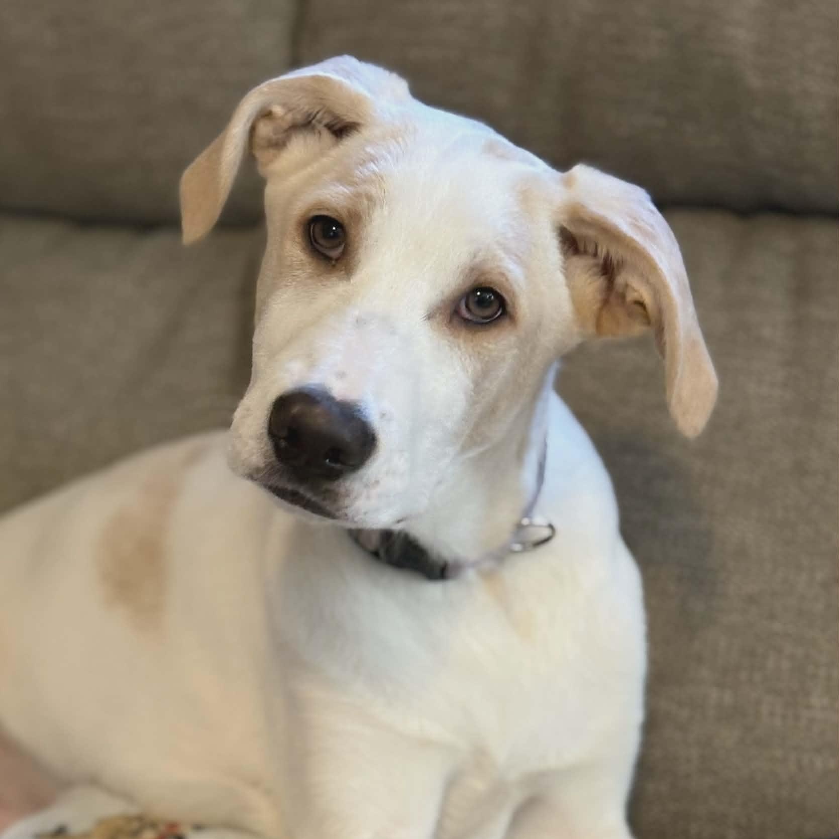 Nash, Adoptable, Puppy Male Great Pyrenees.