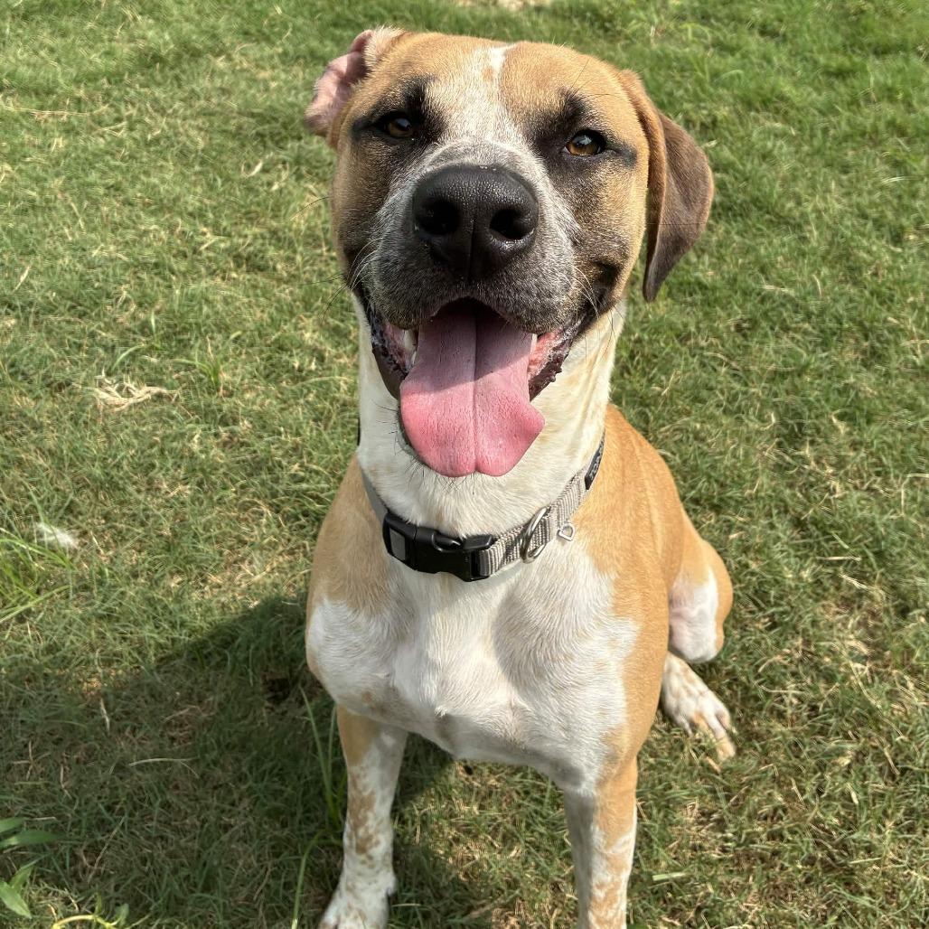Blues, Adoptable, Adult Male Boxer & Mixed Breed.