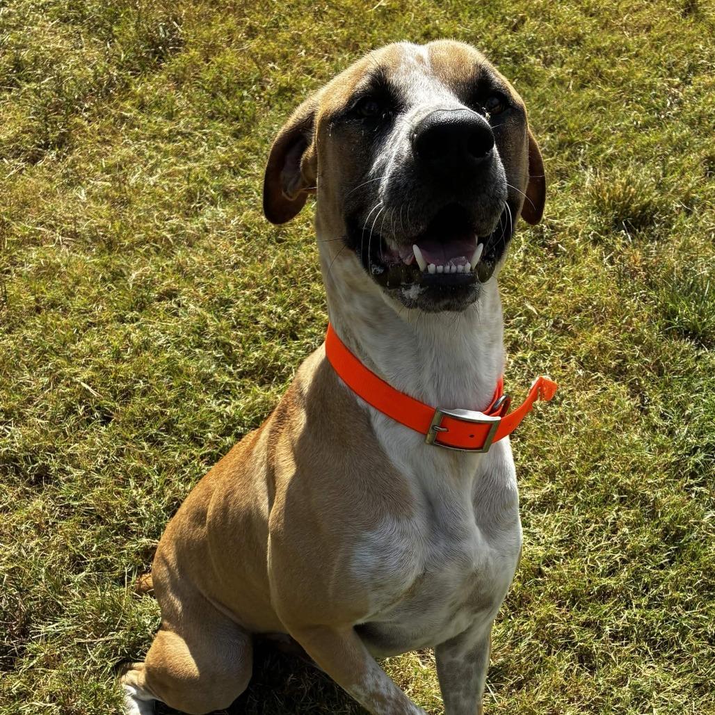 Blues, a Adoptable mixed breed in Beaumont, TX image 4/6