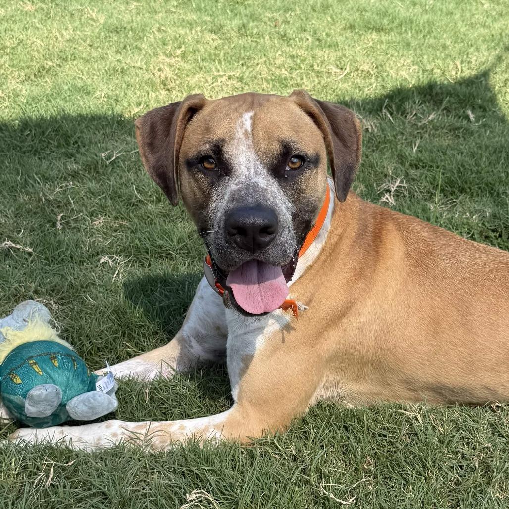 Enlarge Blues, a Adoptable mixed breed in Beaumont, TX image 6/6