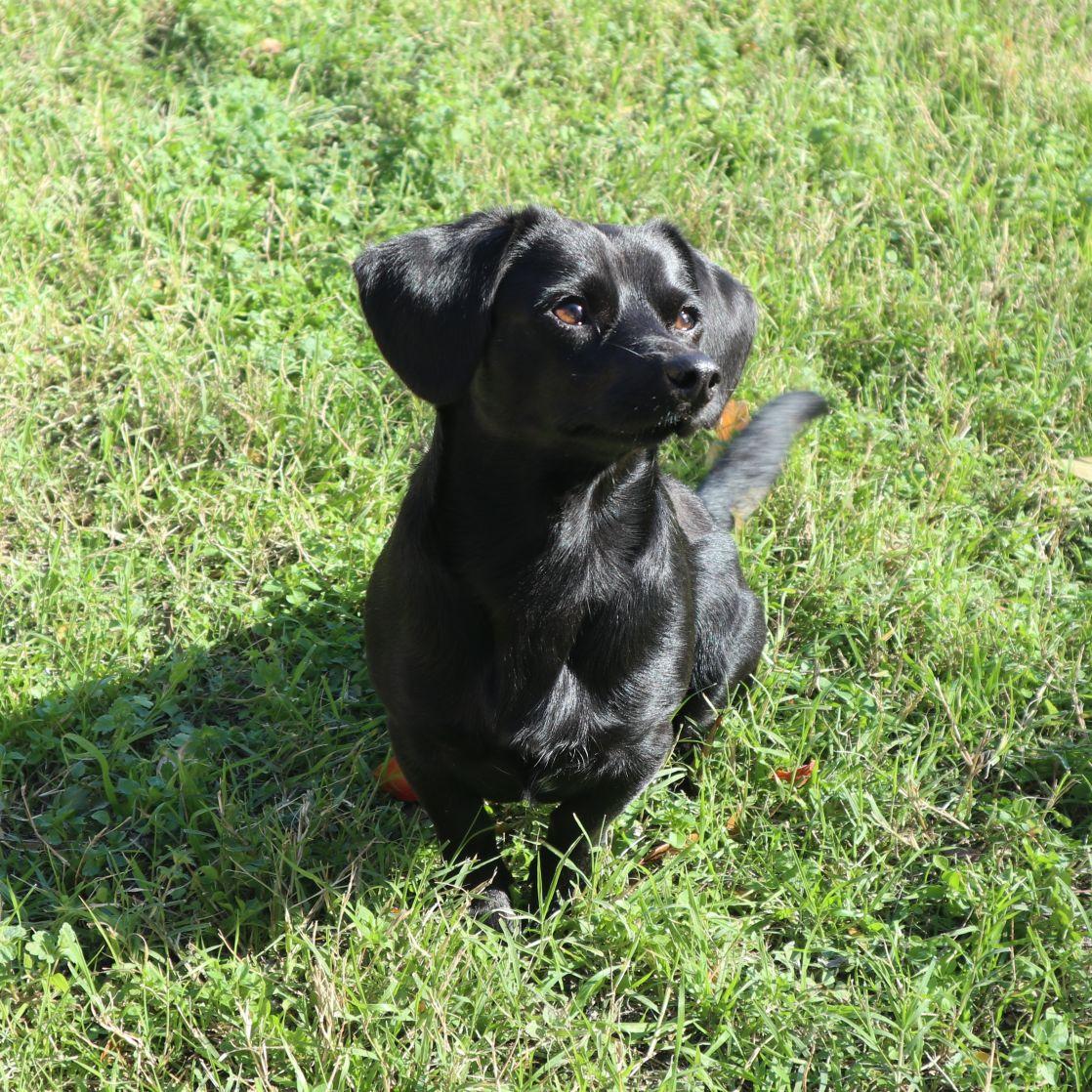 Enlarge Einstein, an adopted mixed breed in Austin, TX image 1/6