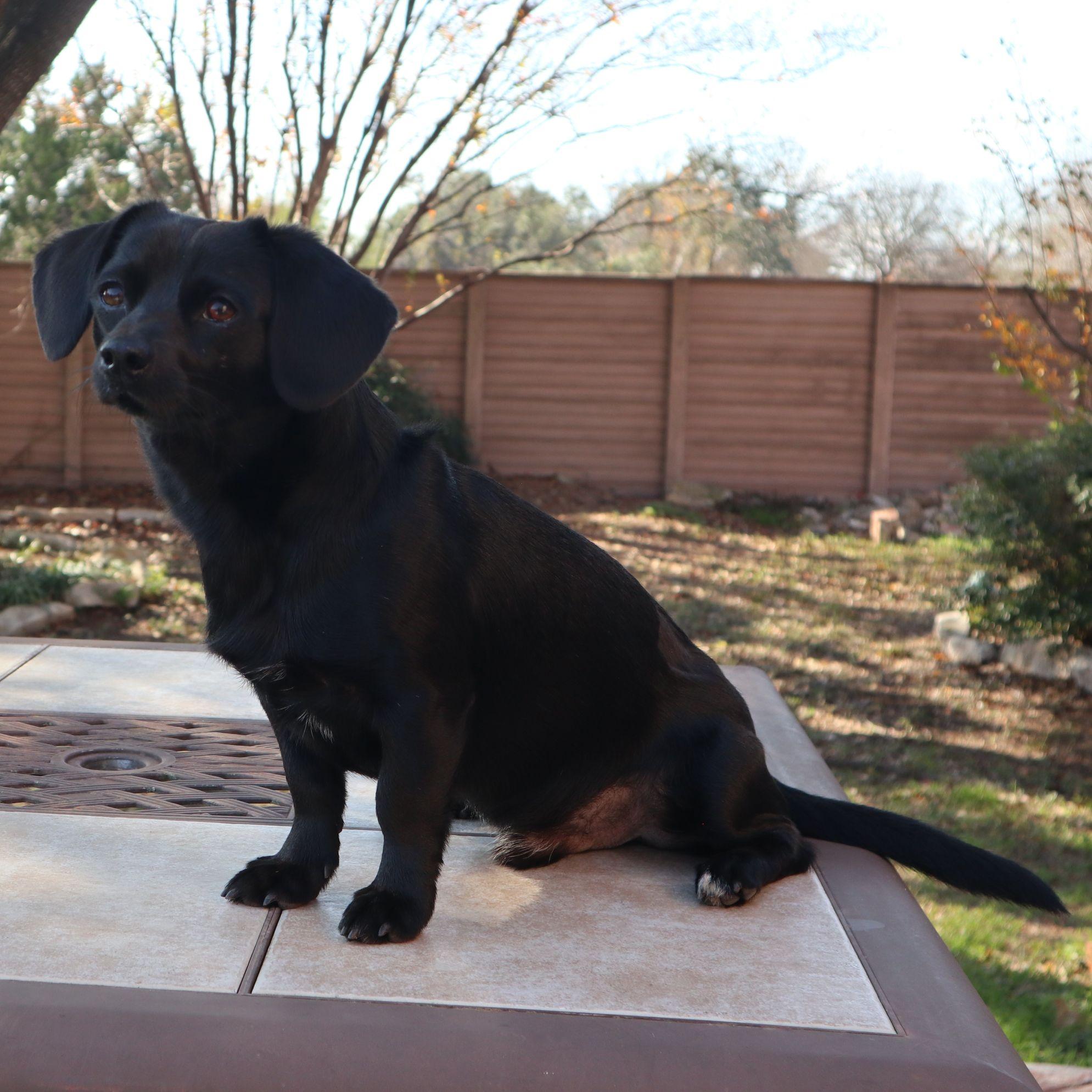 Enlarge Einstein, an adopted mixed breed in Austin, TX image 5/6
