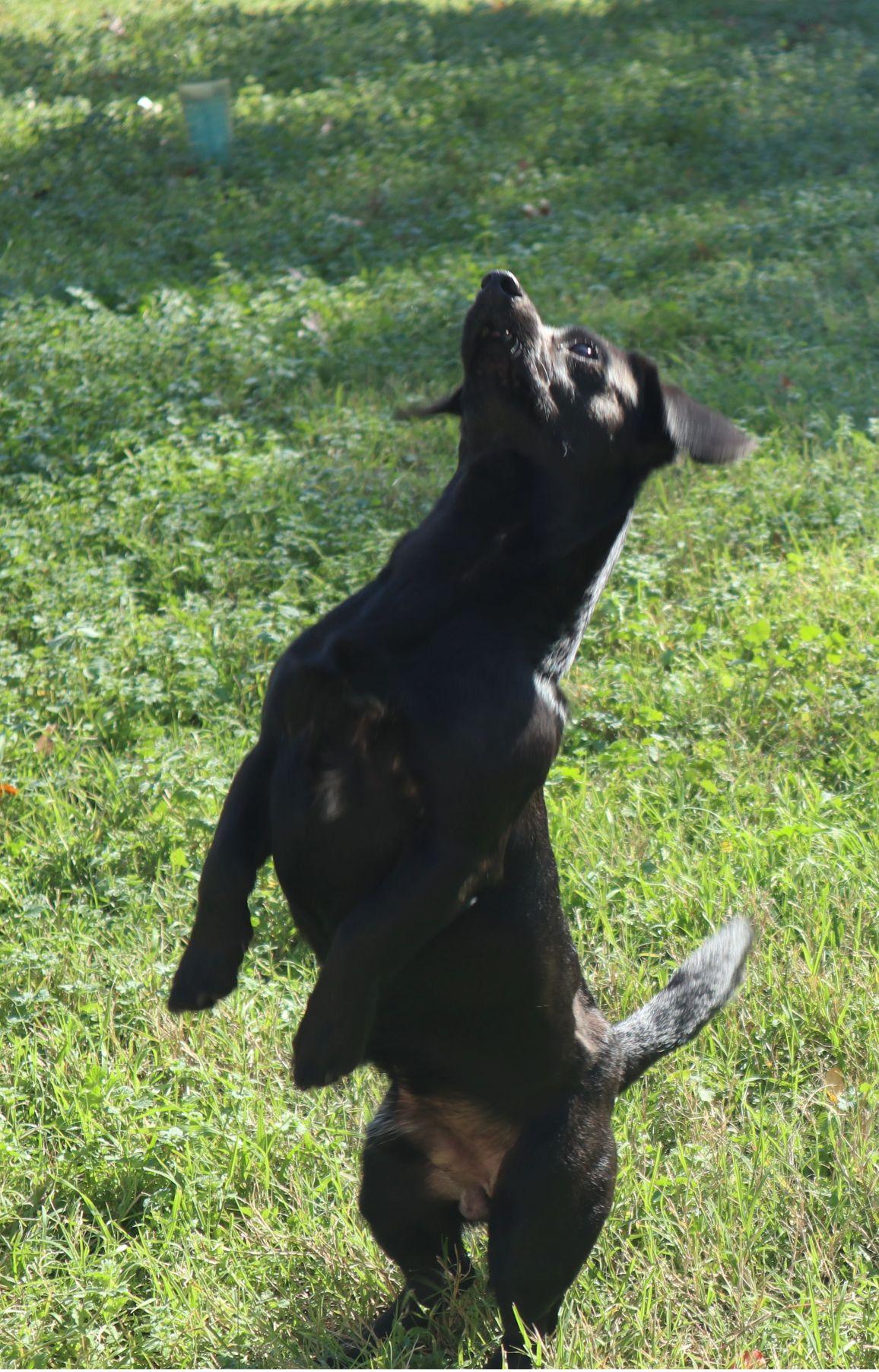 Enlarge Einstein, an adopted mixed breed in Austin, TX image 3/6