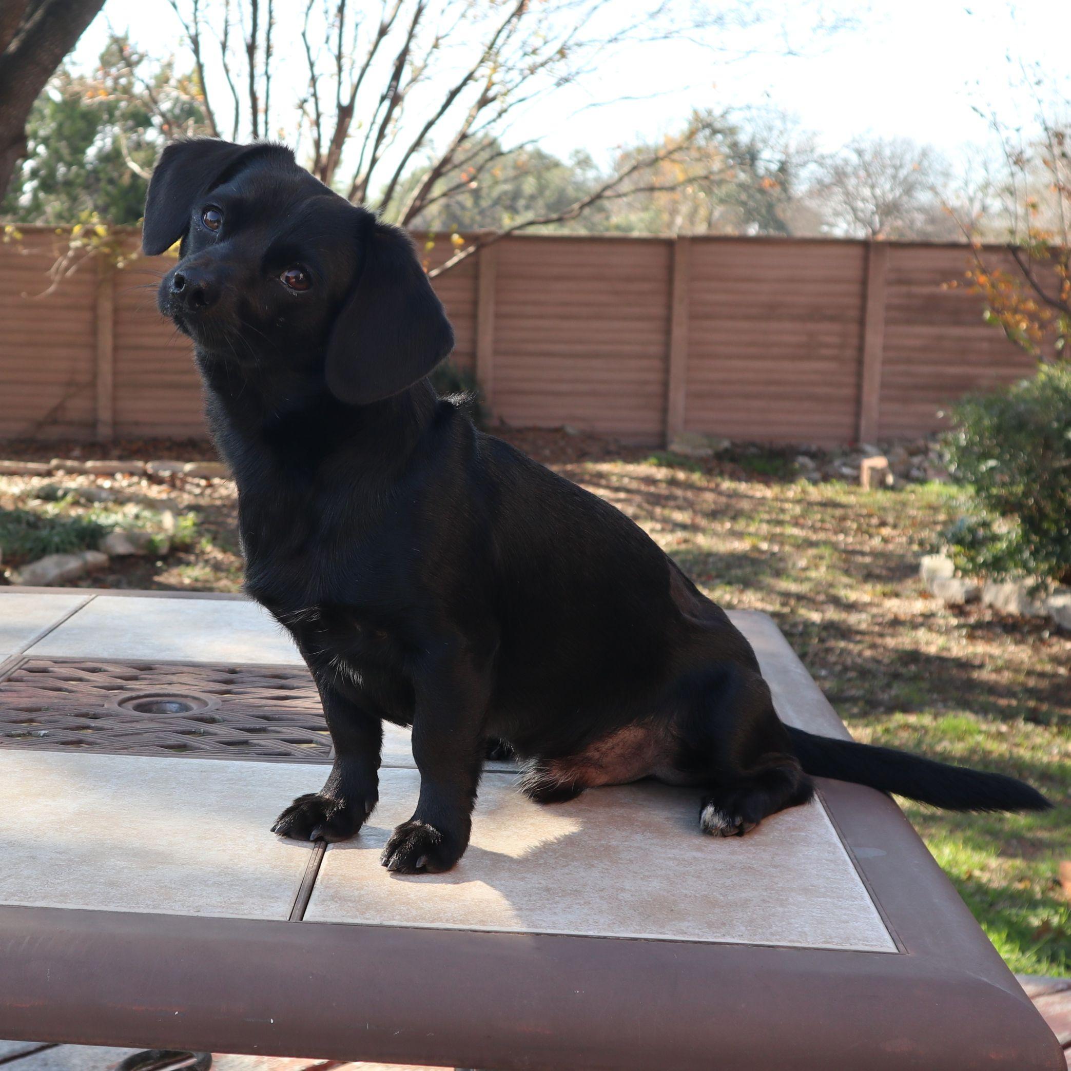 Enlarge Einstein, an adopted mixed breed in Austin, TX image 2/6