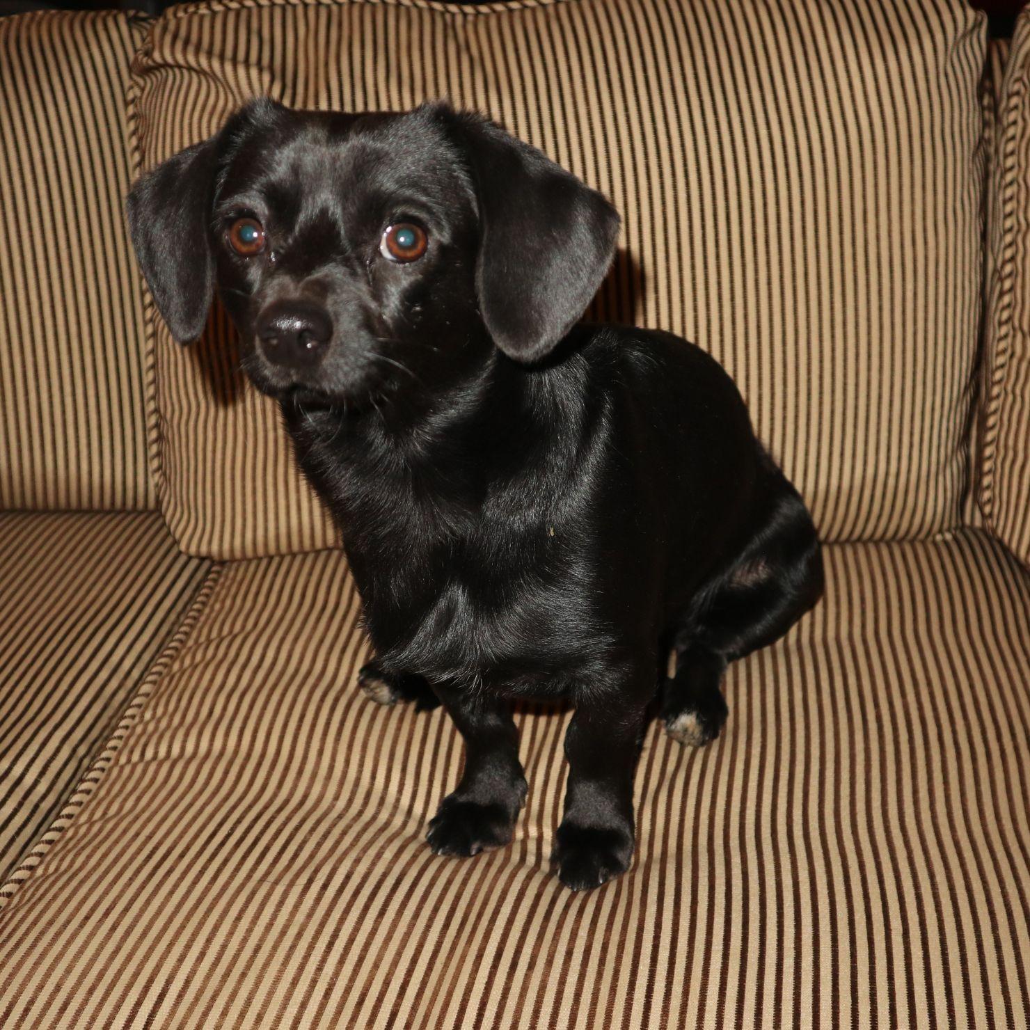 Enlarge Einstein, an adopted mixed breed in Austin, TX image 4/6