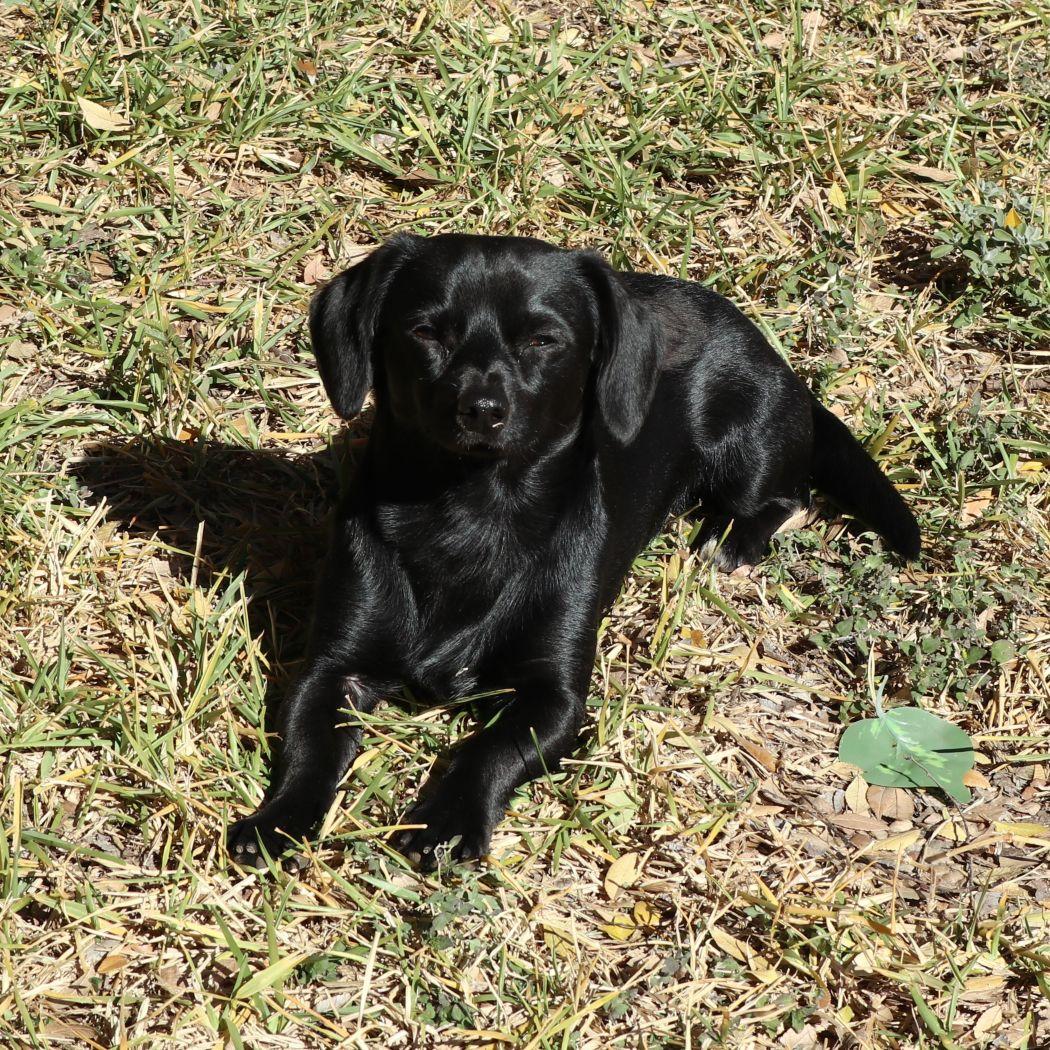 Enlarge Einstein, an adopted mixed breed in Austin, TX image 6/6