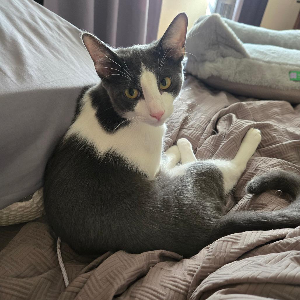 Neon, Adoptable, Young Male Domestic Short Hair.