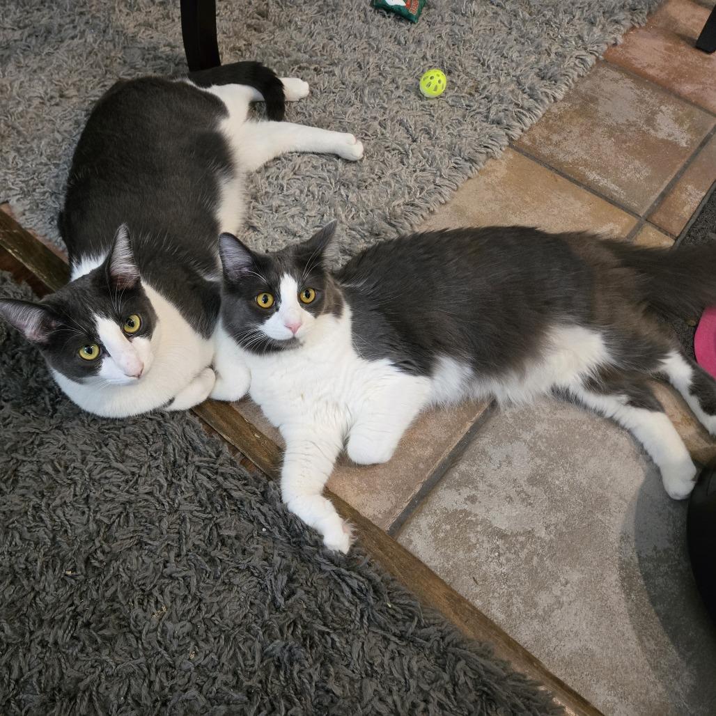 Enlarge Neon, a Adoptable Domestic Short Hair in Brea, CA image 3/4