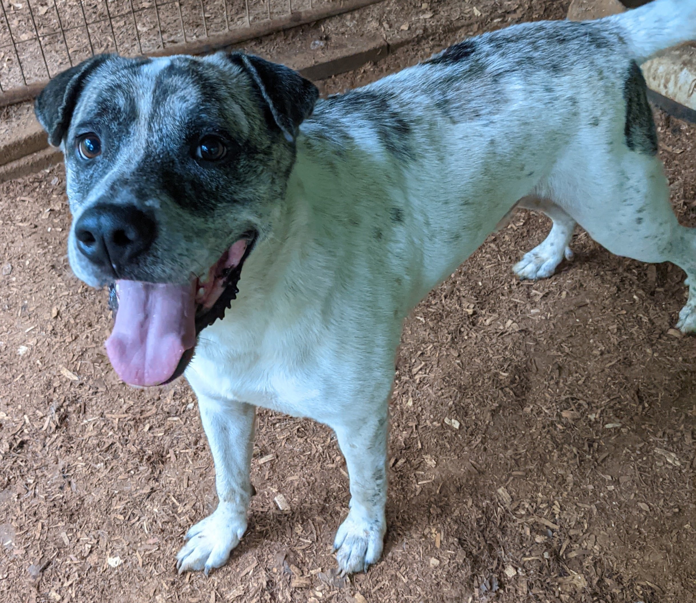 Dakota, a Adoptable mixed breed in Cedartown, GA image 1/5