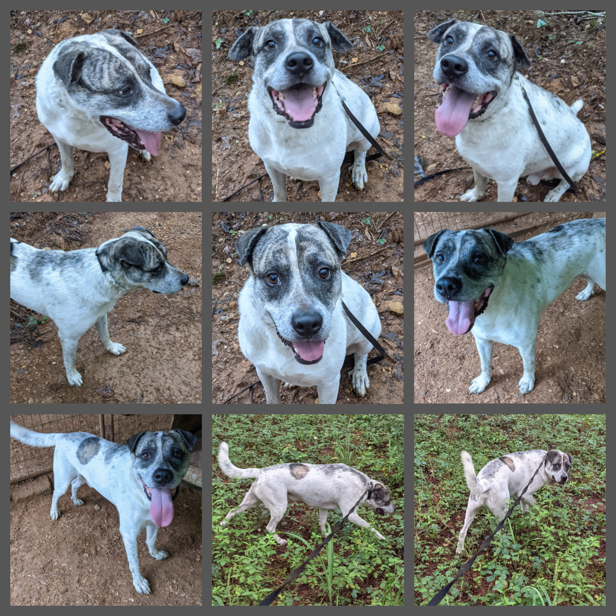 Dakota, a Adoptable mixed breed in Cedartown, GA image 2/5