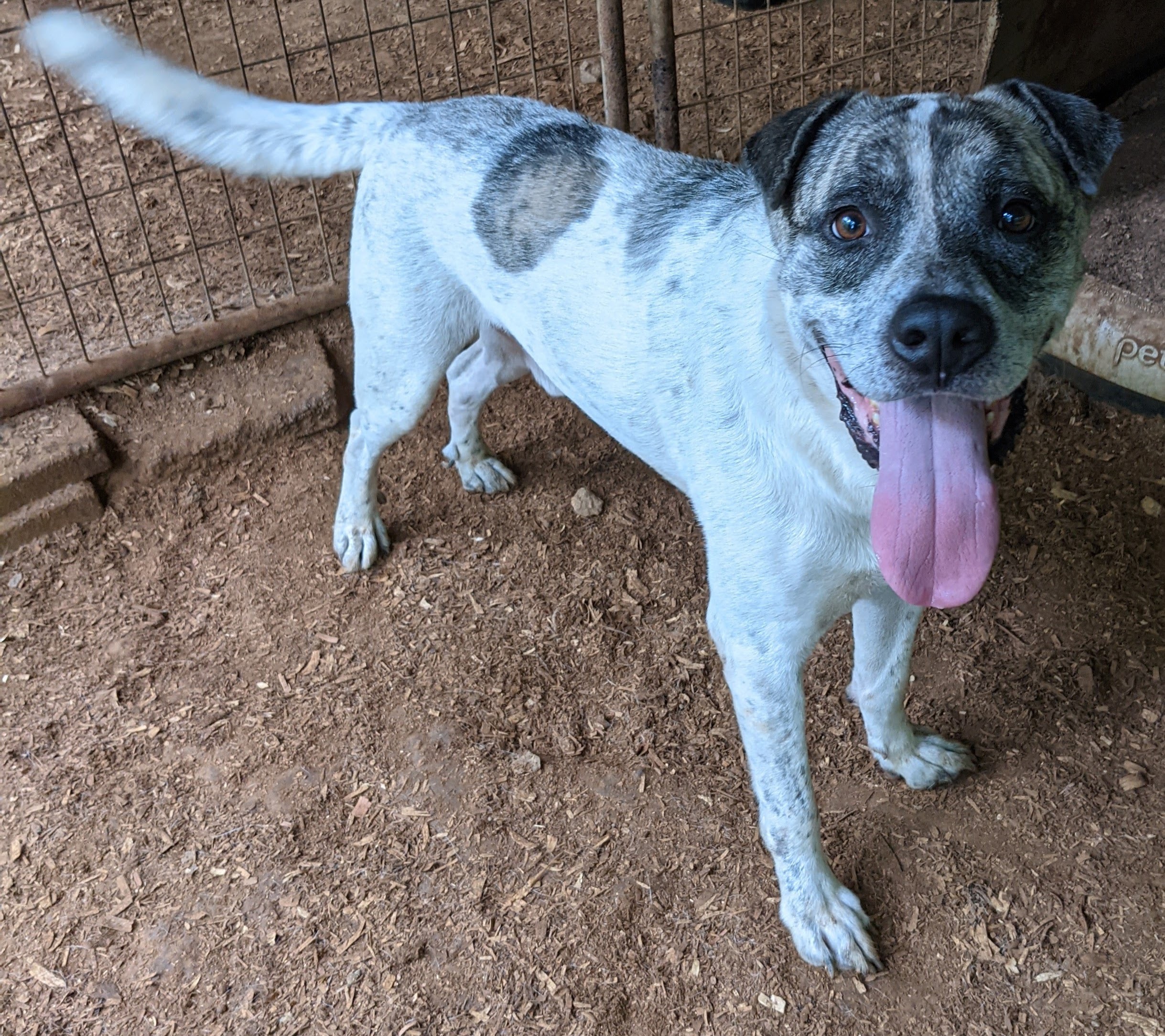 Dakota, a Adoptable mixed breed in Cedartown, GA image 3/5