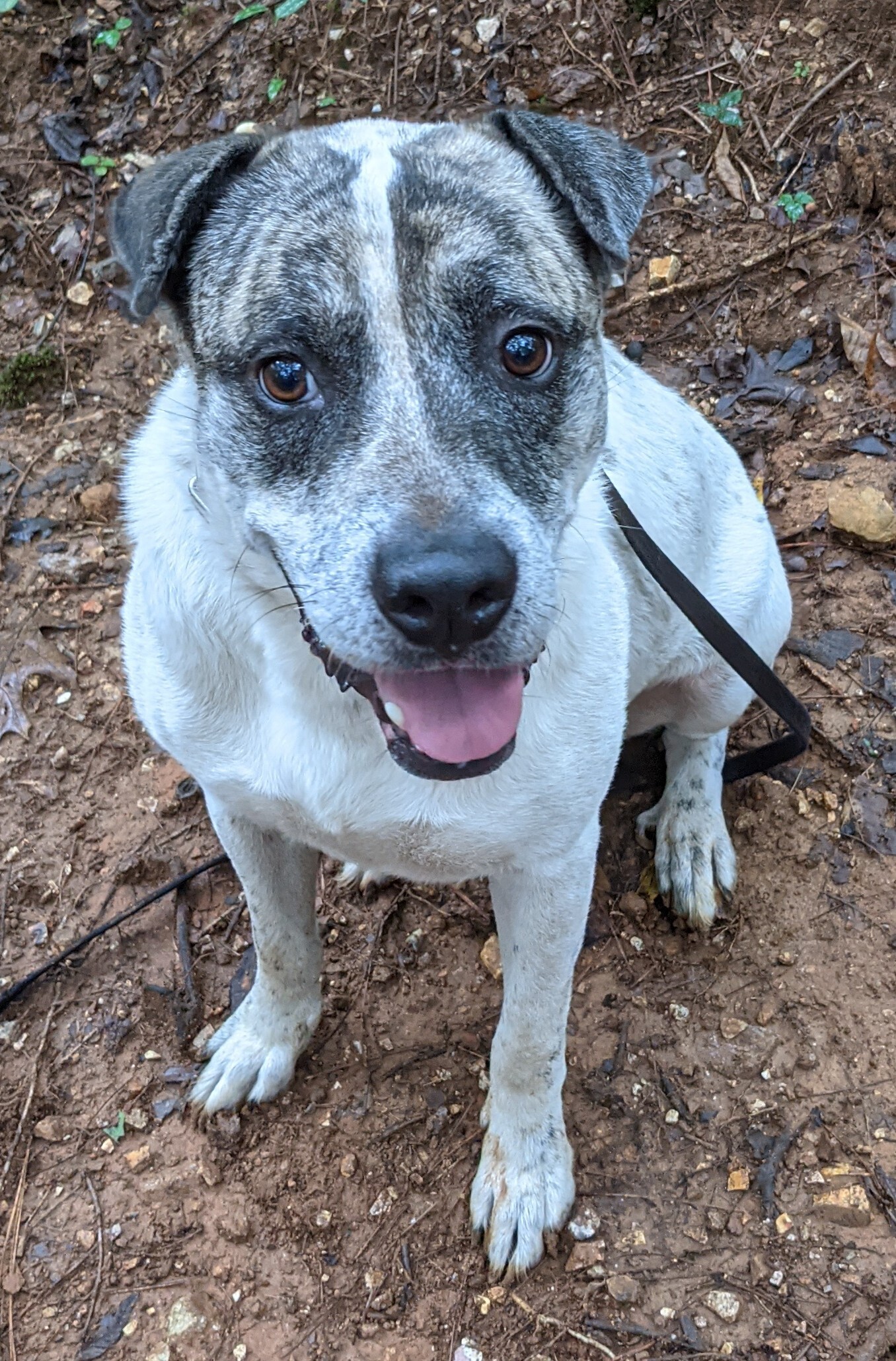 Dakota, a Adoptable mixed breed in Cedartown, GA image 4/5