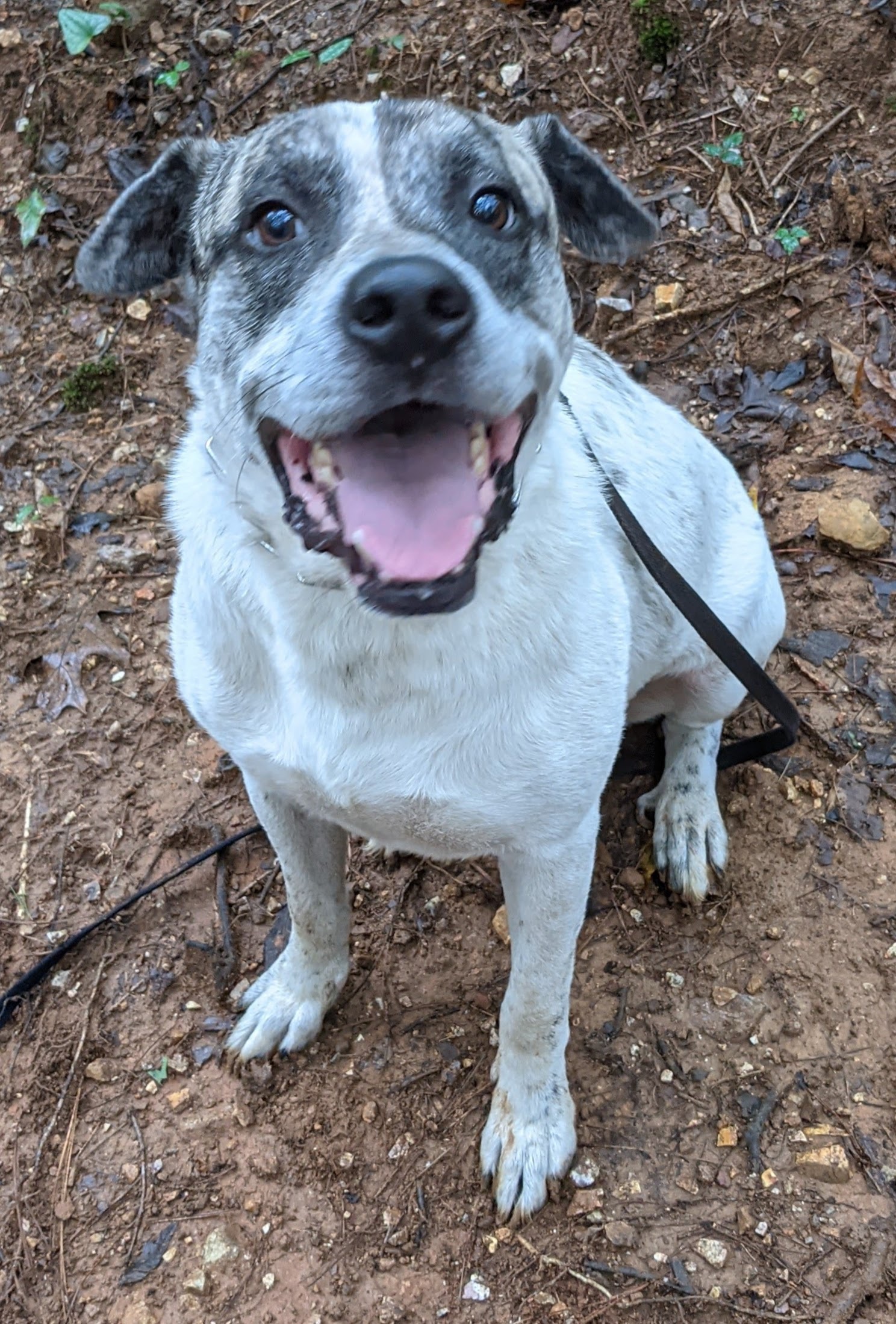 Dakota, a Adoptable mixed breed in Cedartown, GA image 5/5