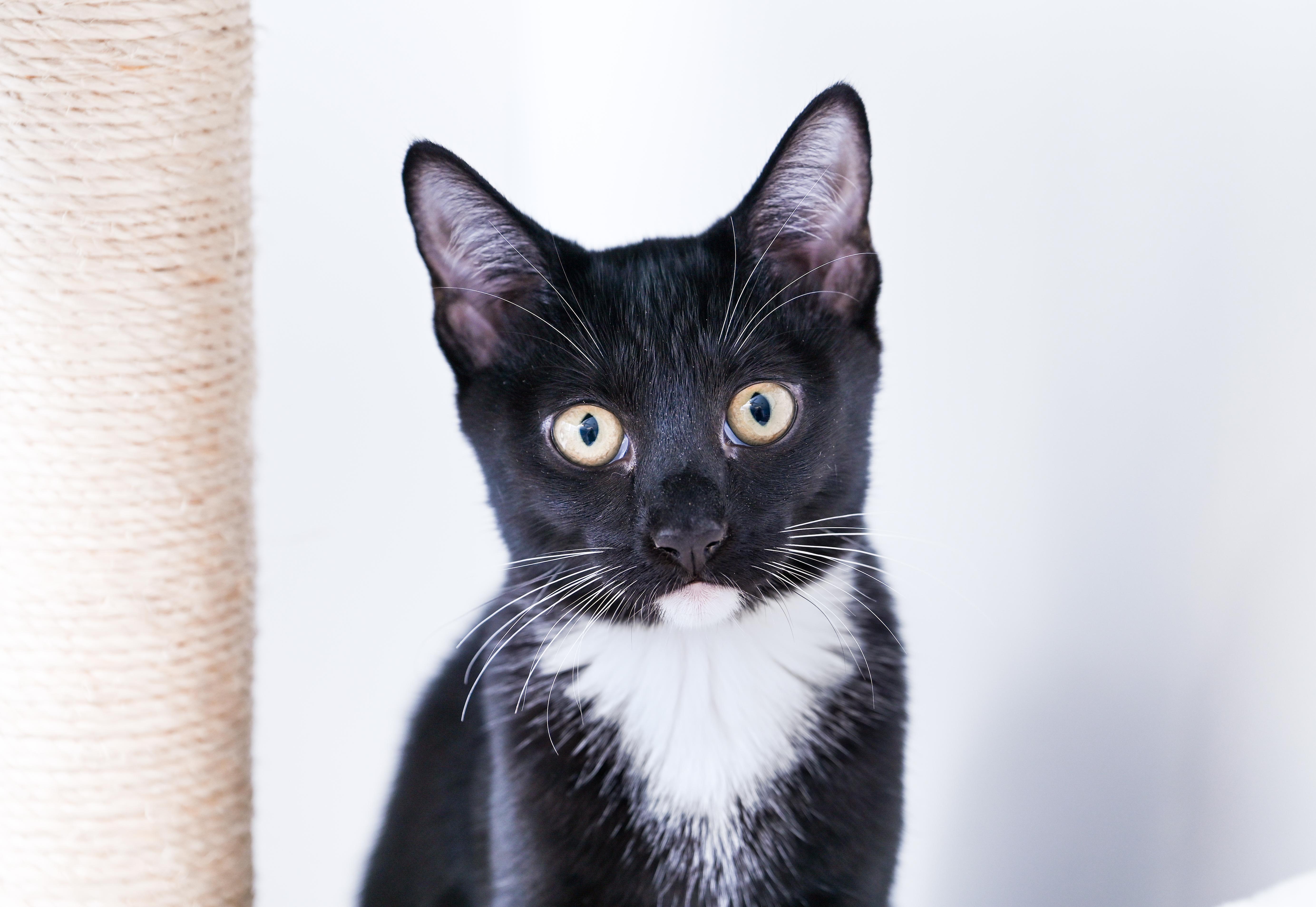 Enlarge Thistle White, a Adoptable mixed breed in Chattanooga, TN image 1/4