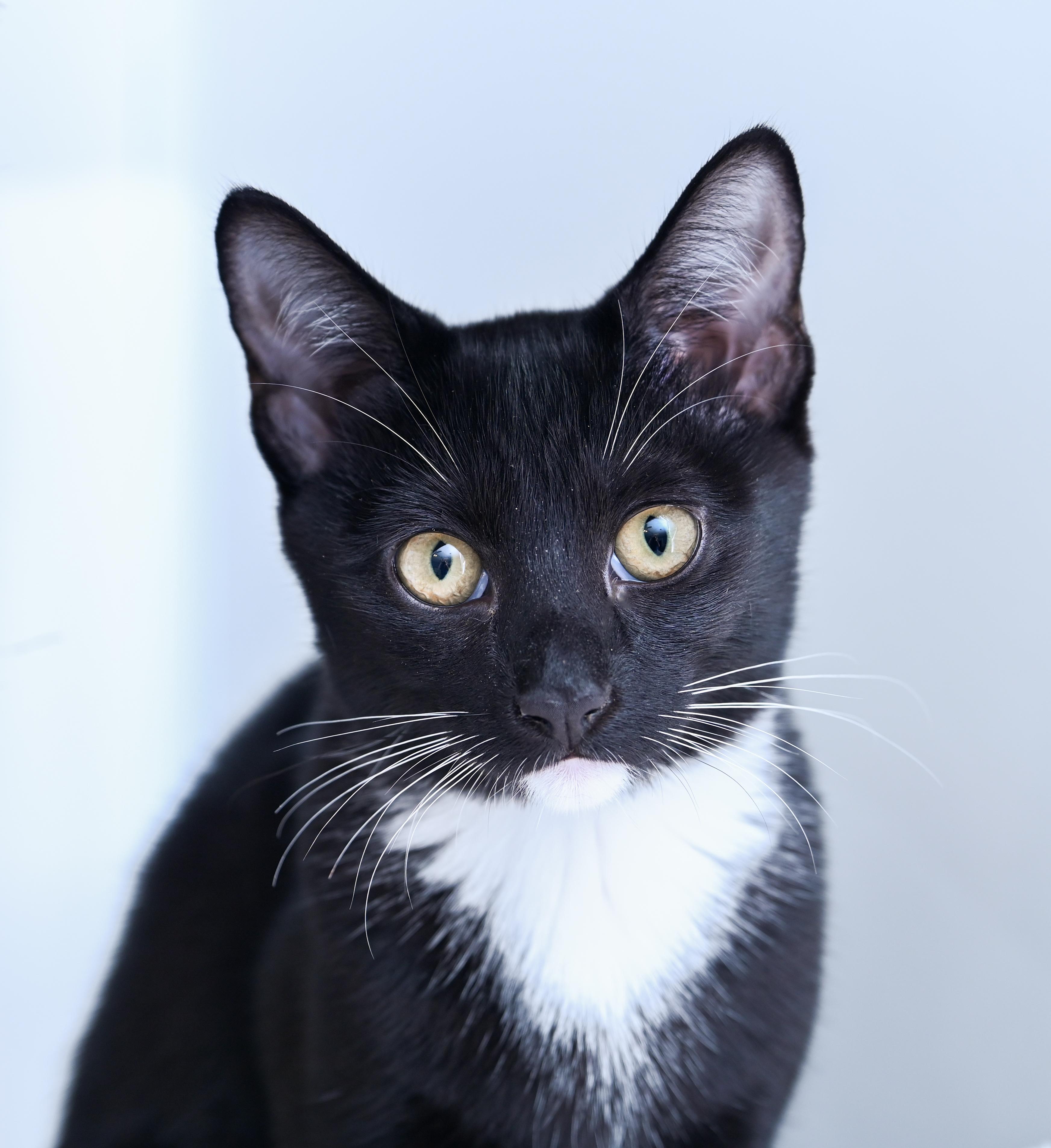 Enlarge Thistle White, a Adoptable mixed breed in Chattanooga, TN image 3/4