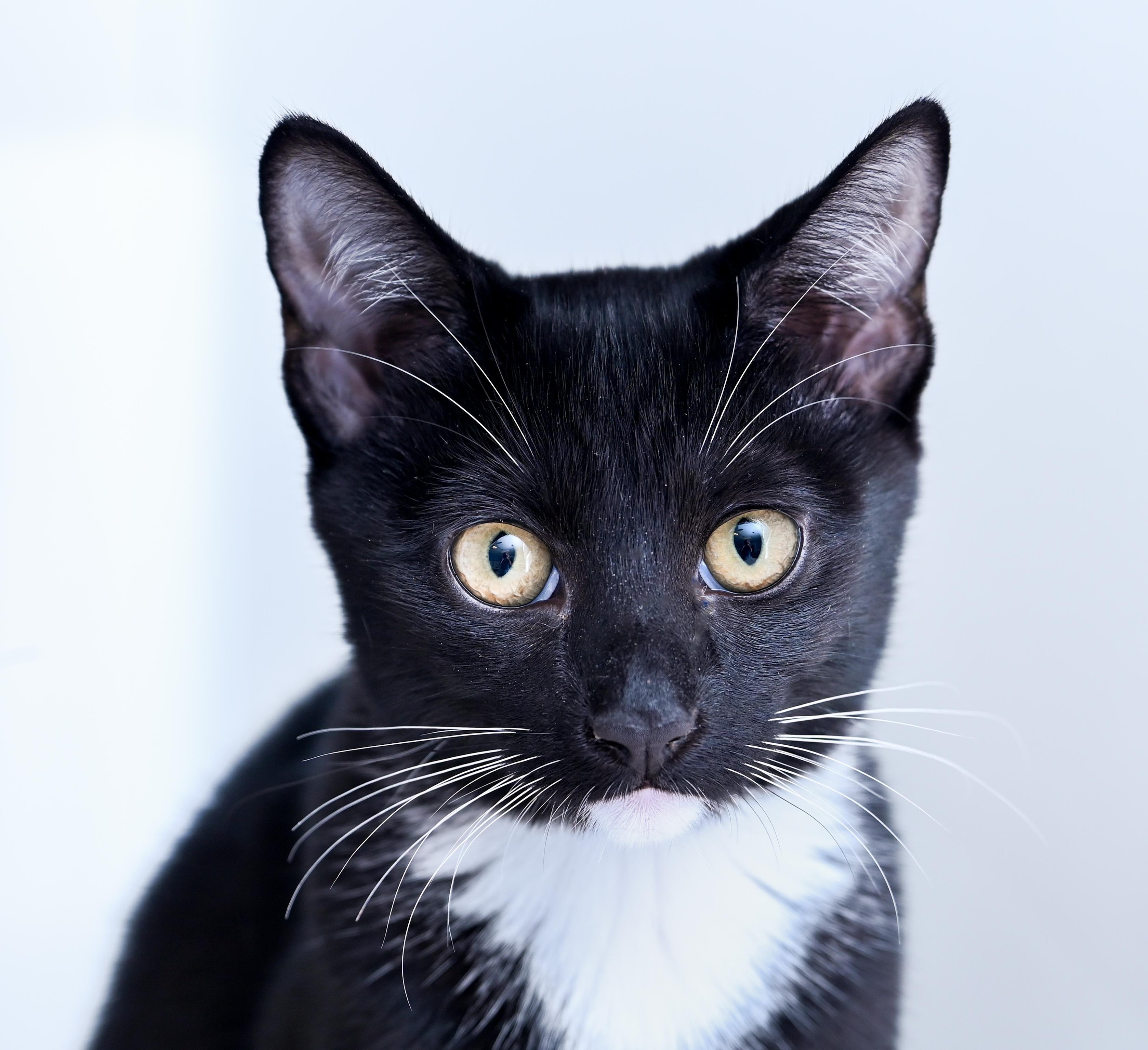Enlarge Thistle White, a Adoptable mixed breed in Chattanooga, TN image 2/4
