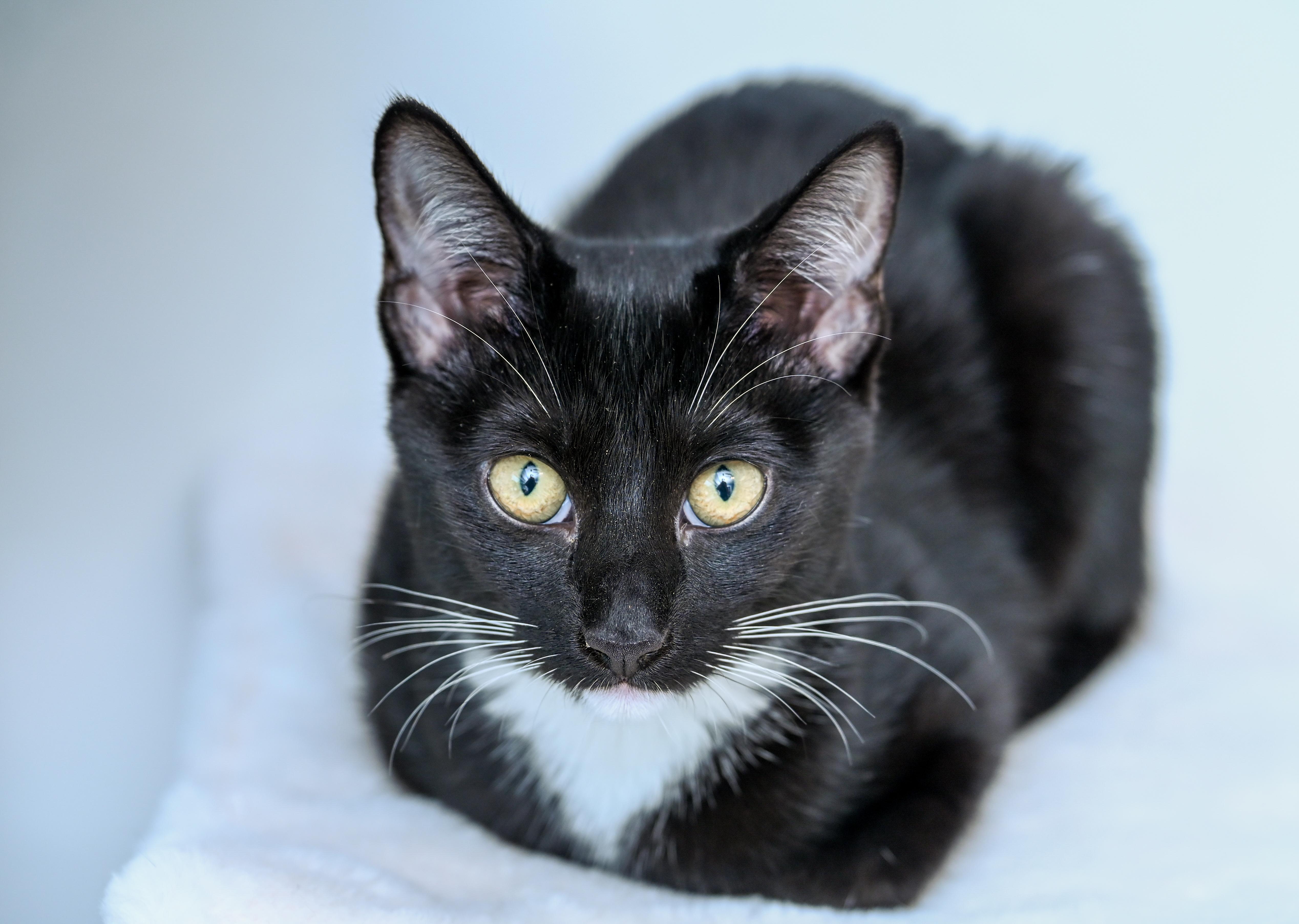Enlarge Thistle White, a Adoptable mixed breed in Chattanooga, TN image 4/4