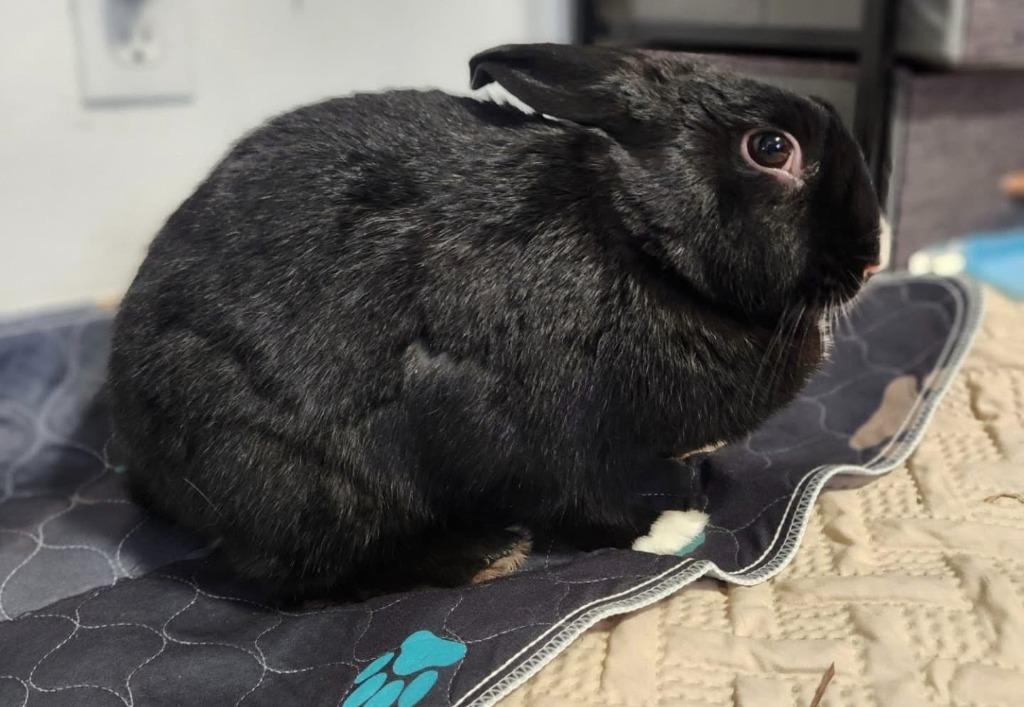 Paloma, Adoptable, Adult Female Dutch.