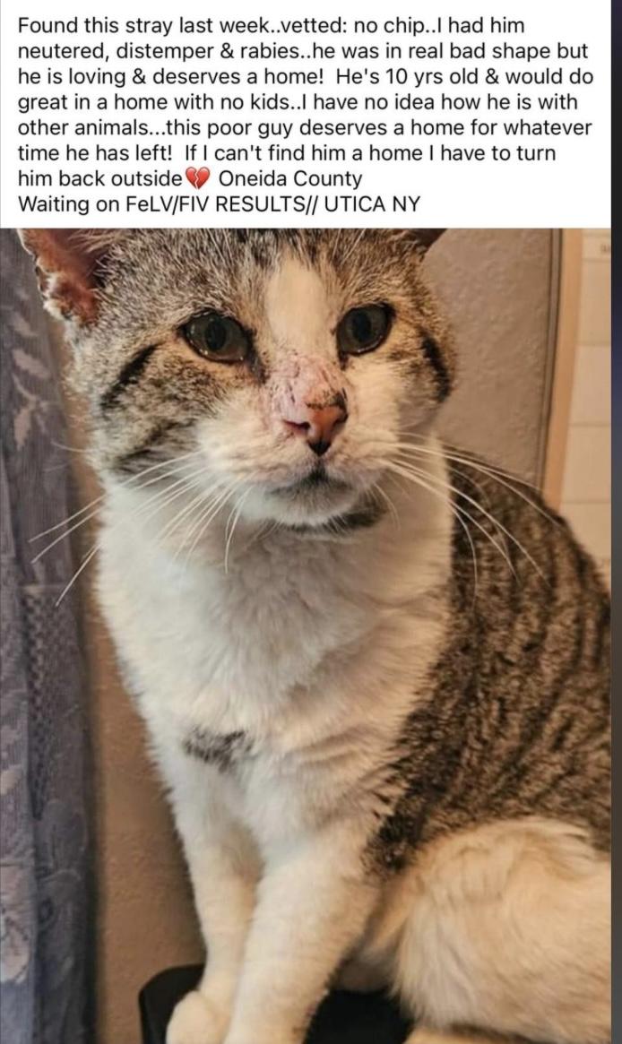 Enlarge Edward with the bad haircut and his best friend Lance, a Adoptable American Shorthair in Johnstown, NY image 2/6