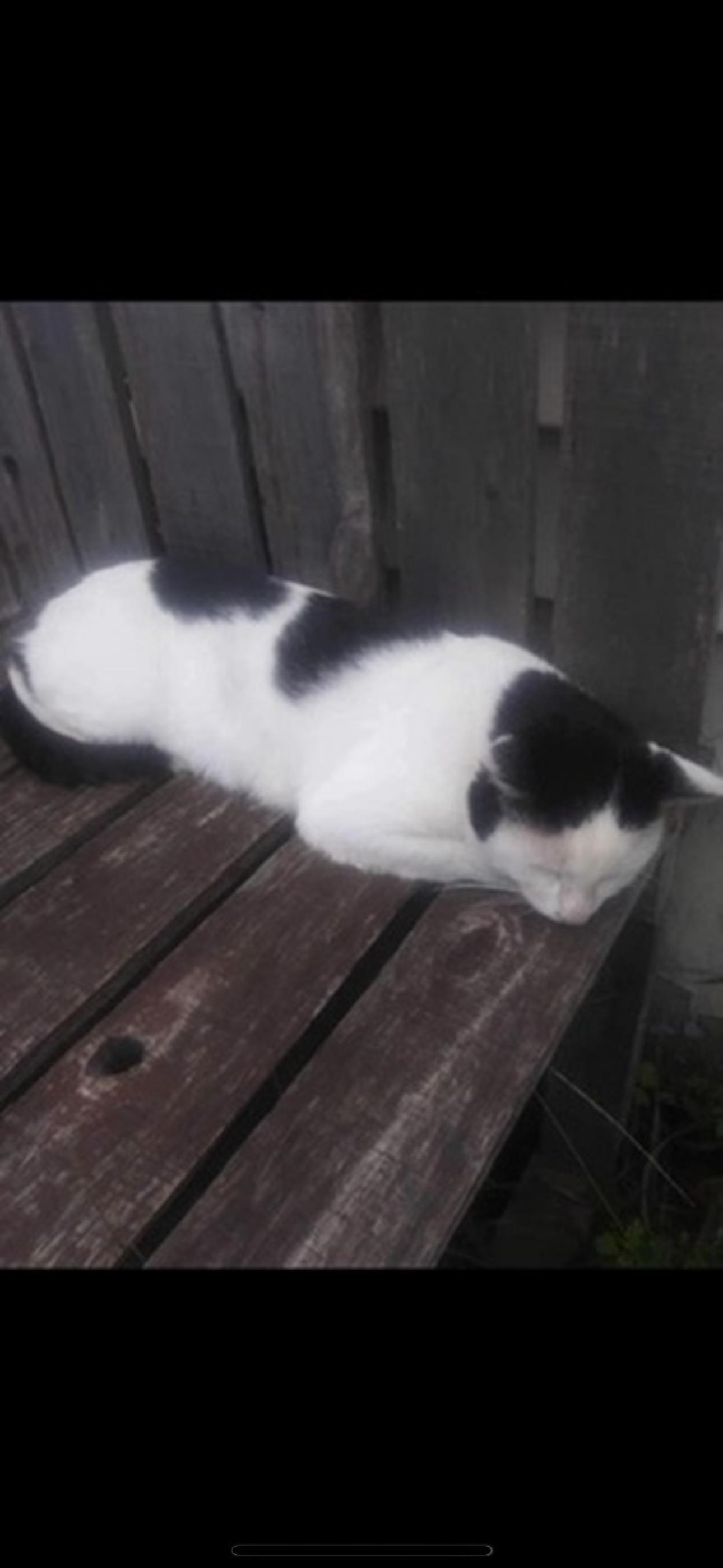 Enlarge Edward with the bad haircut and his best friend Lance, a Adoptable American Shorthair in Johnstown, NY image 4/6